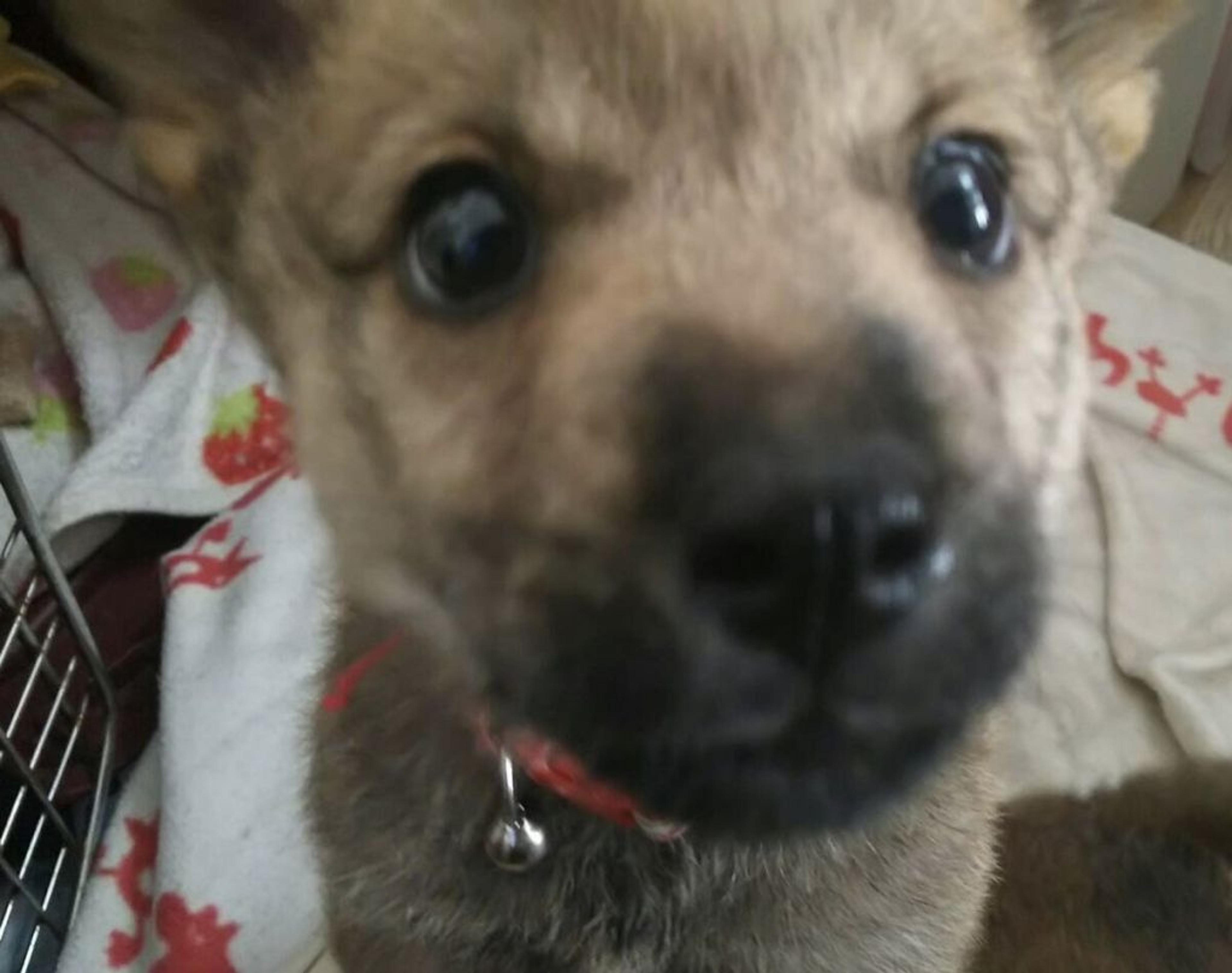 pet-image-6