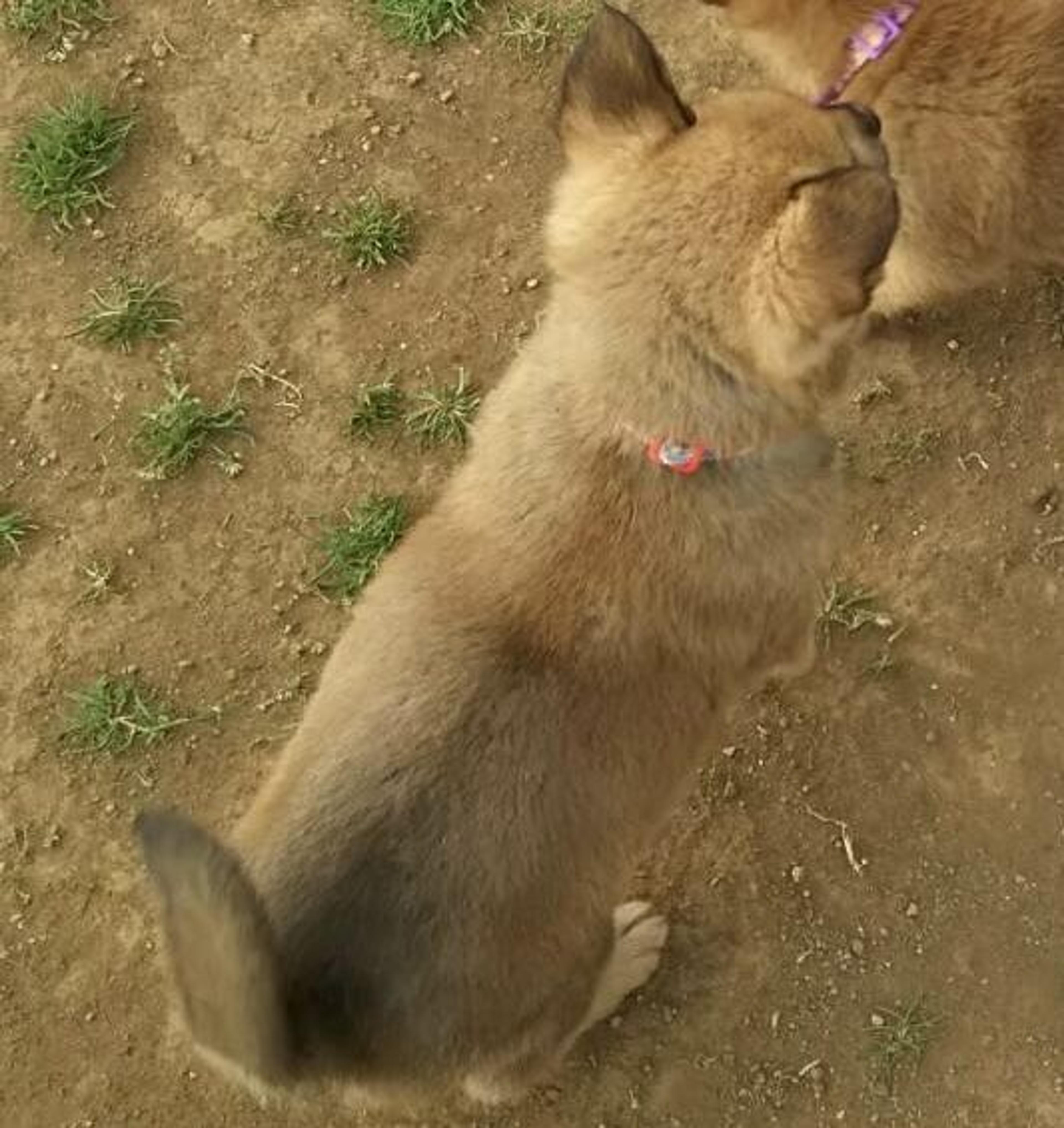 pet-image-2