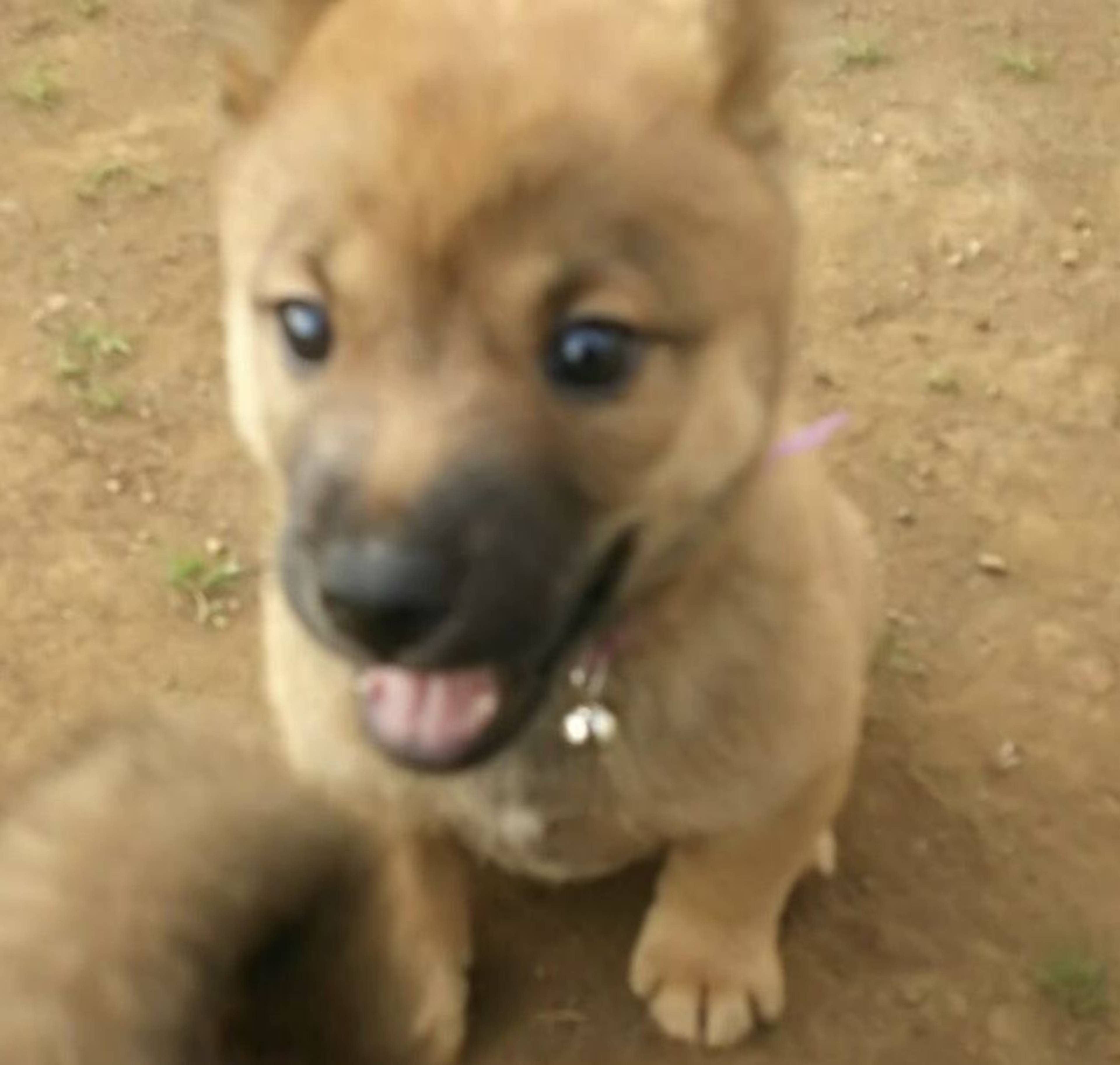 雑種（ミックス犬）・オスの里親募集の写真