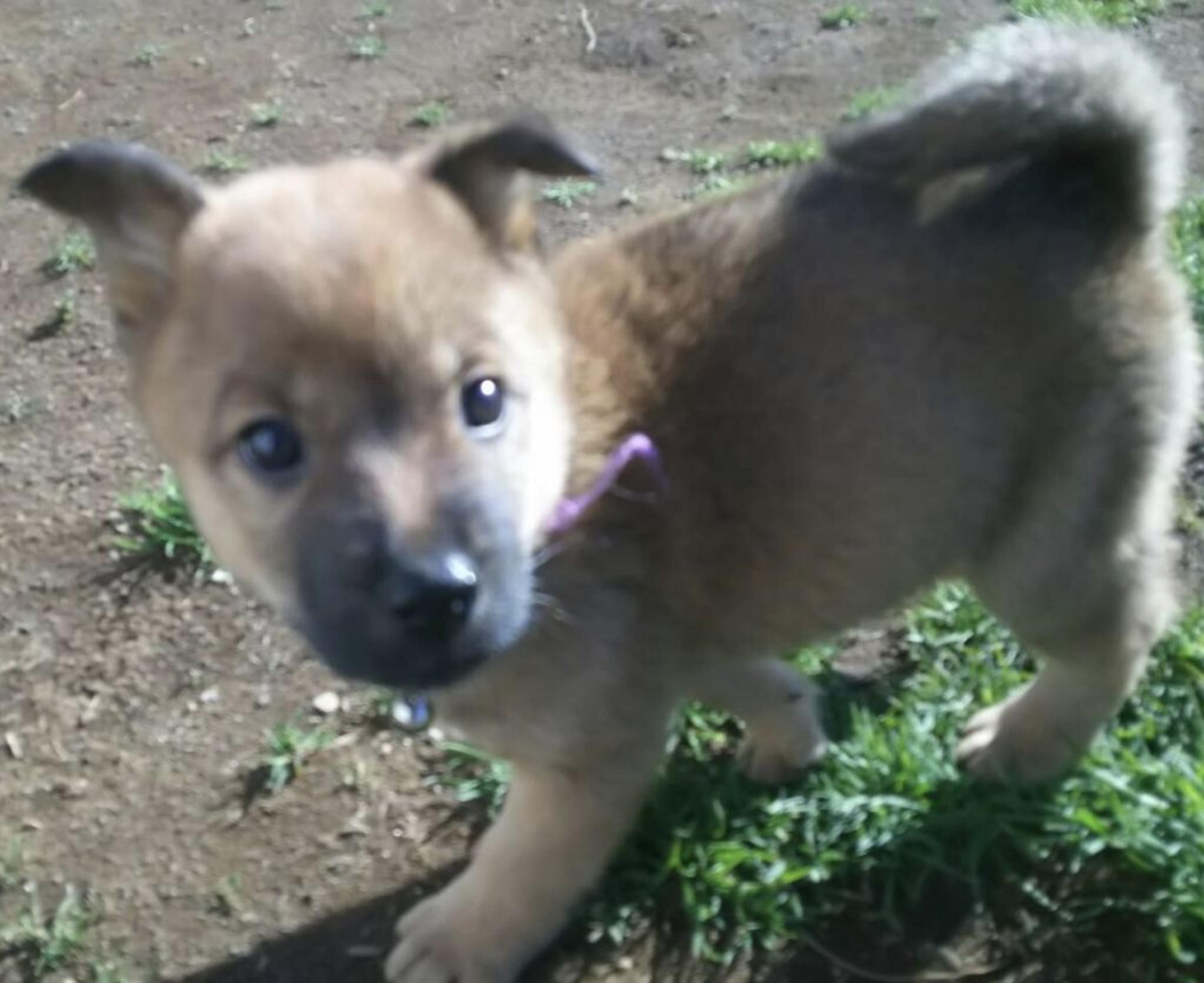 pet-image-3