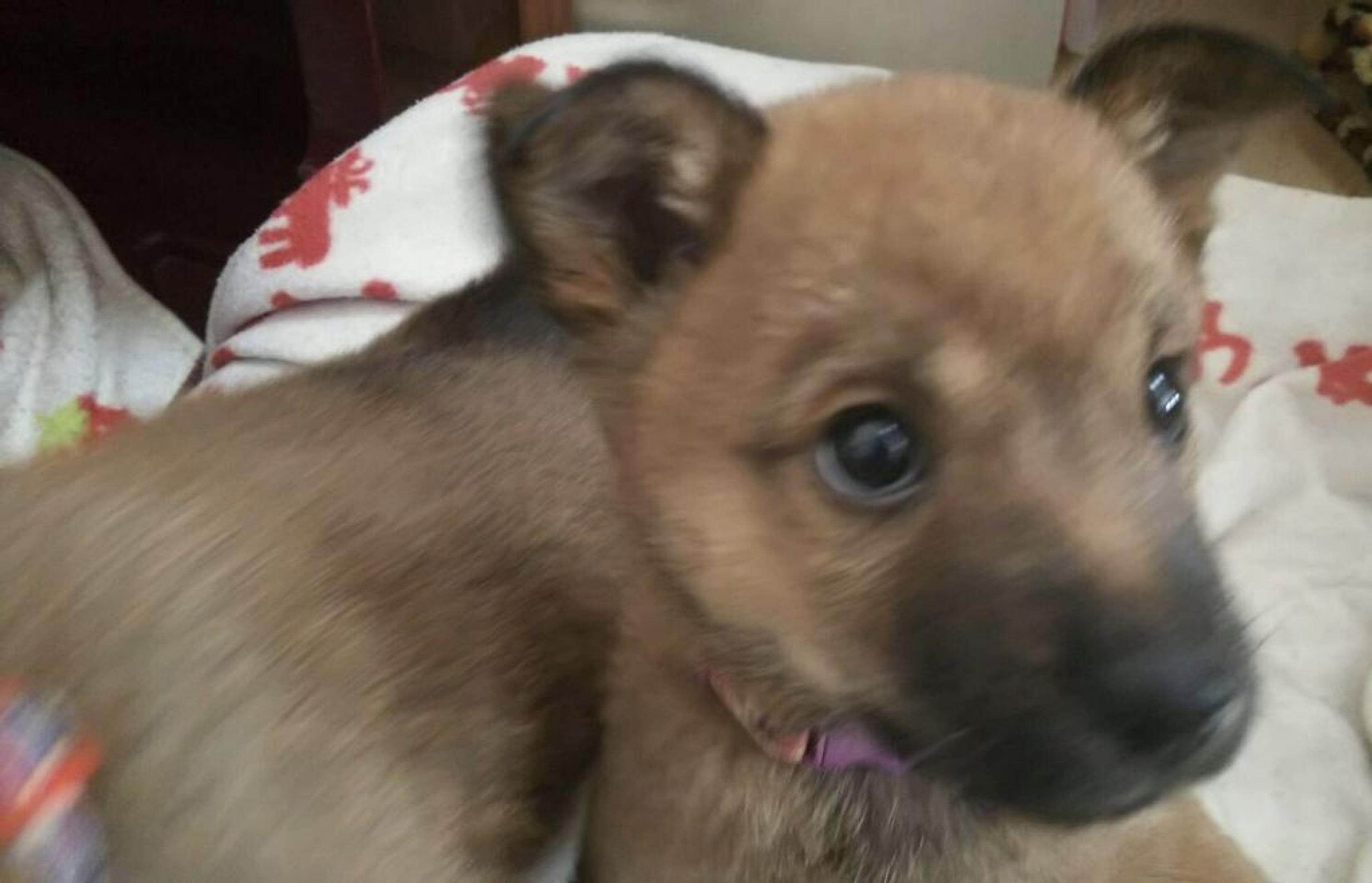 pet-image-4