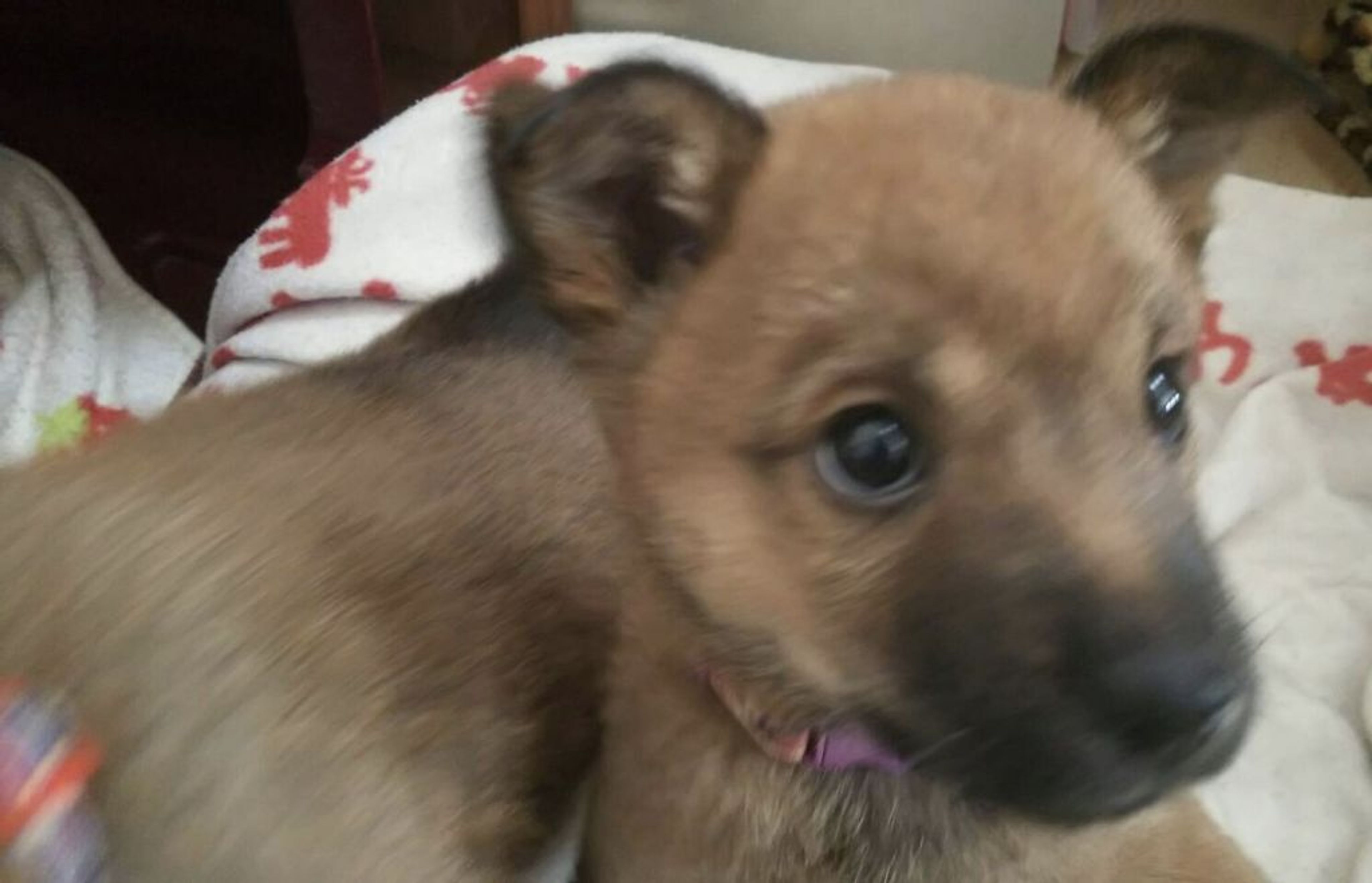 pet-image-4