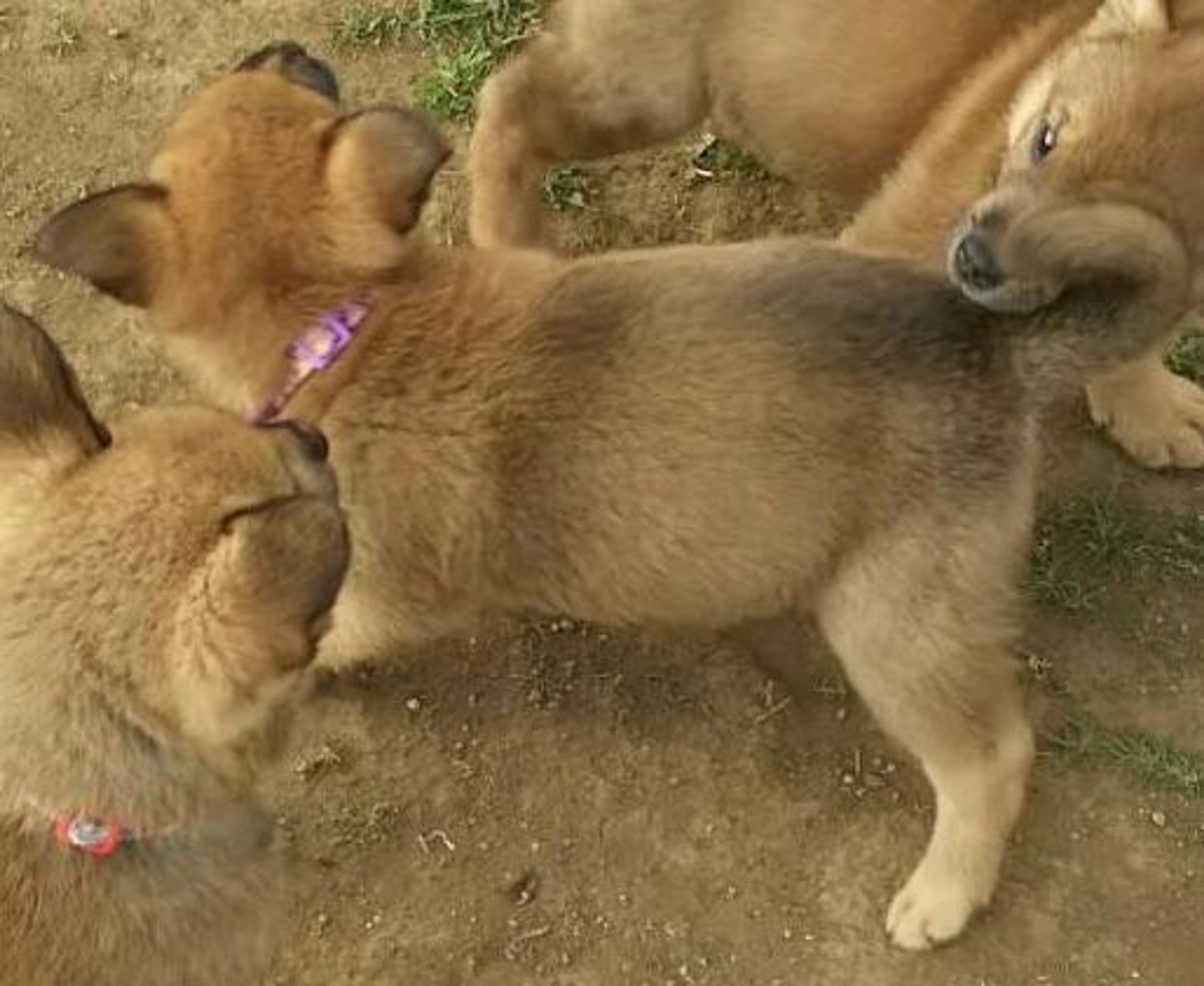 雑種（ミックス犬）・オスの里親募集の写真