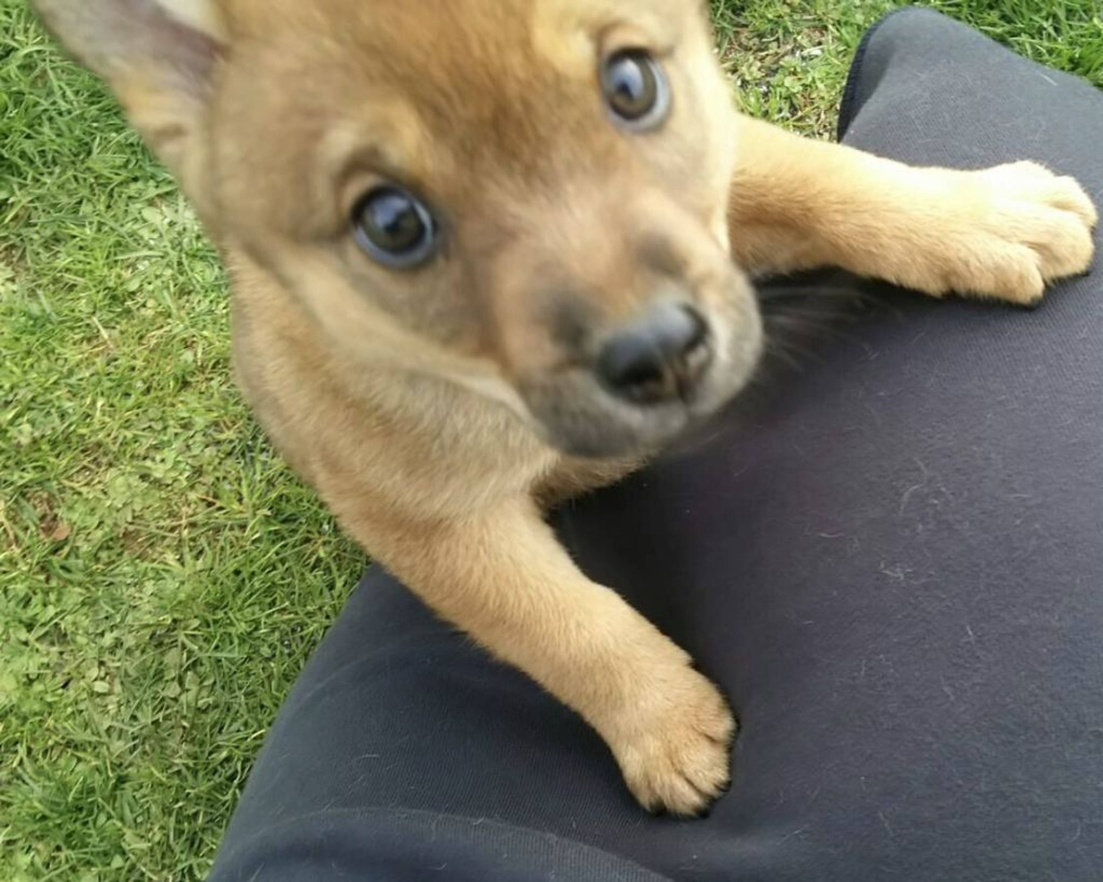 雑種（ミックス犬）・オスの里親募集の写真