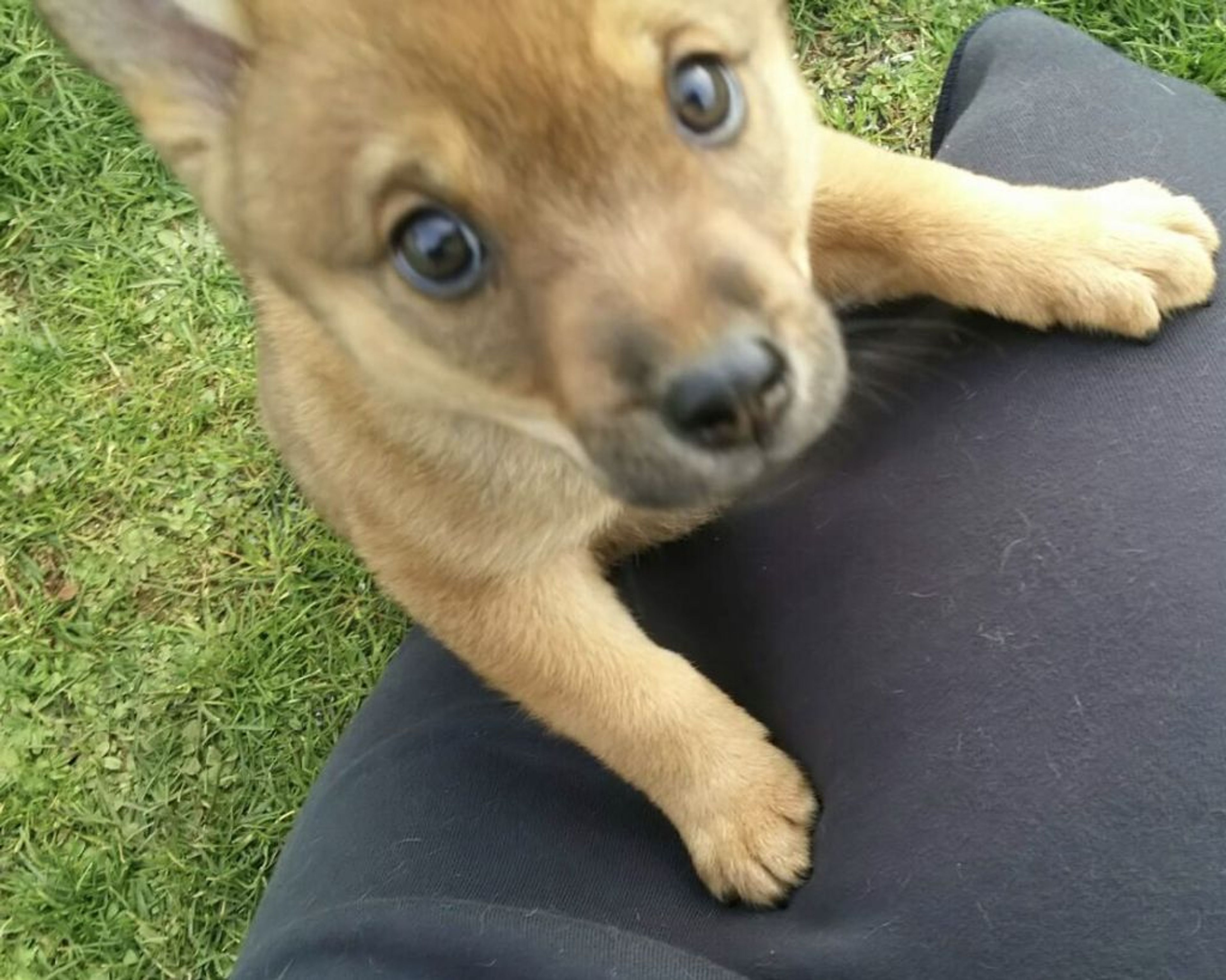 雑種（ミックス犬）・オスの里親募集の写真