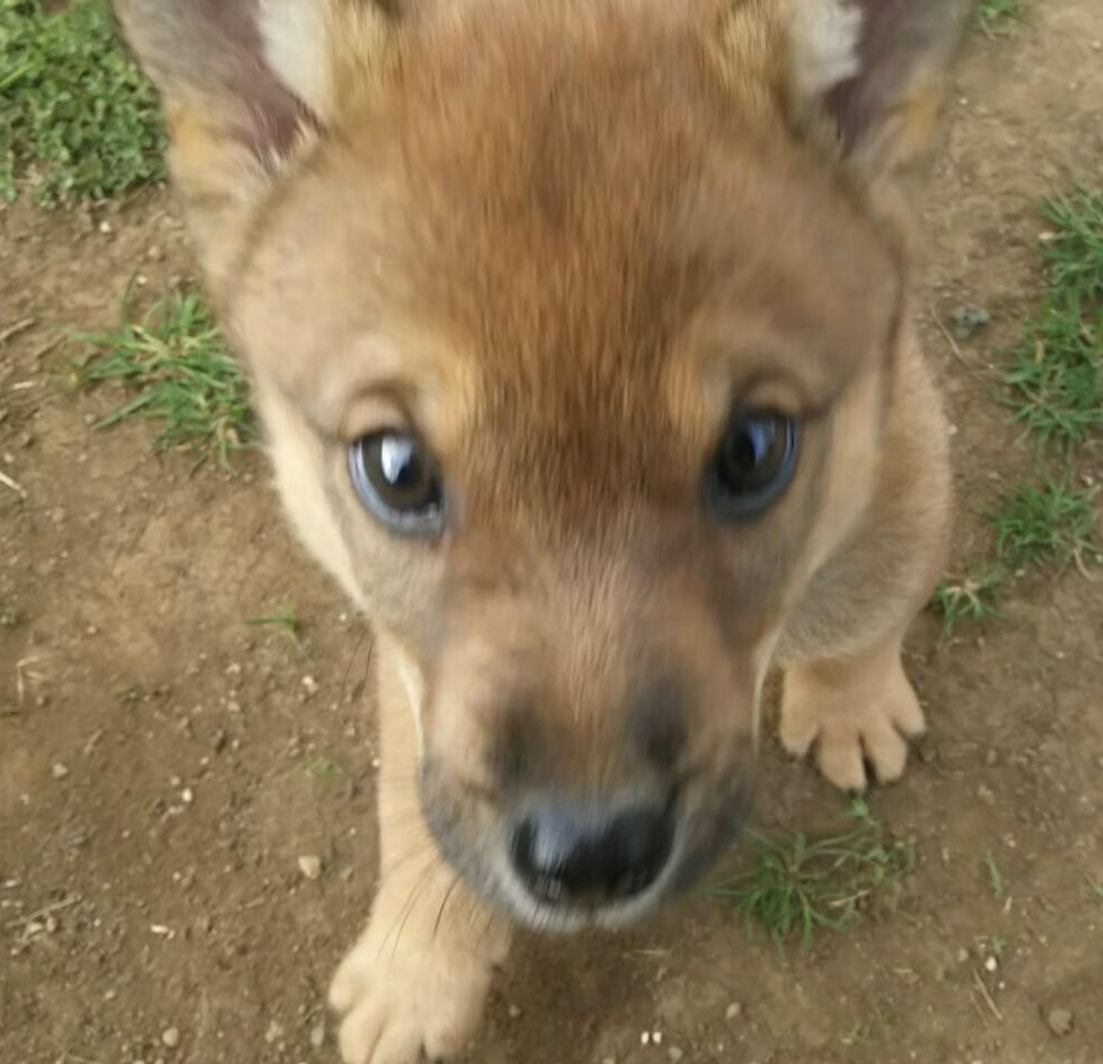 pet-image-4