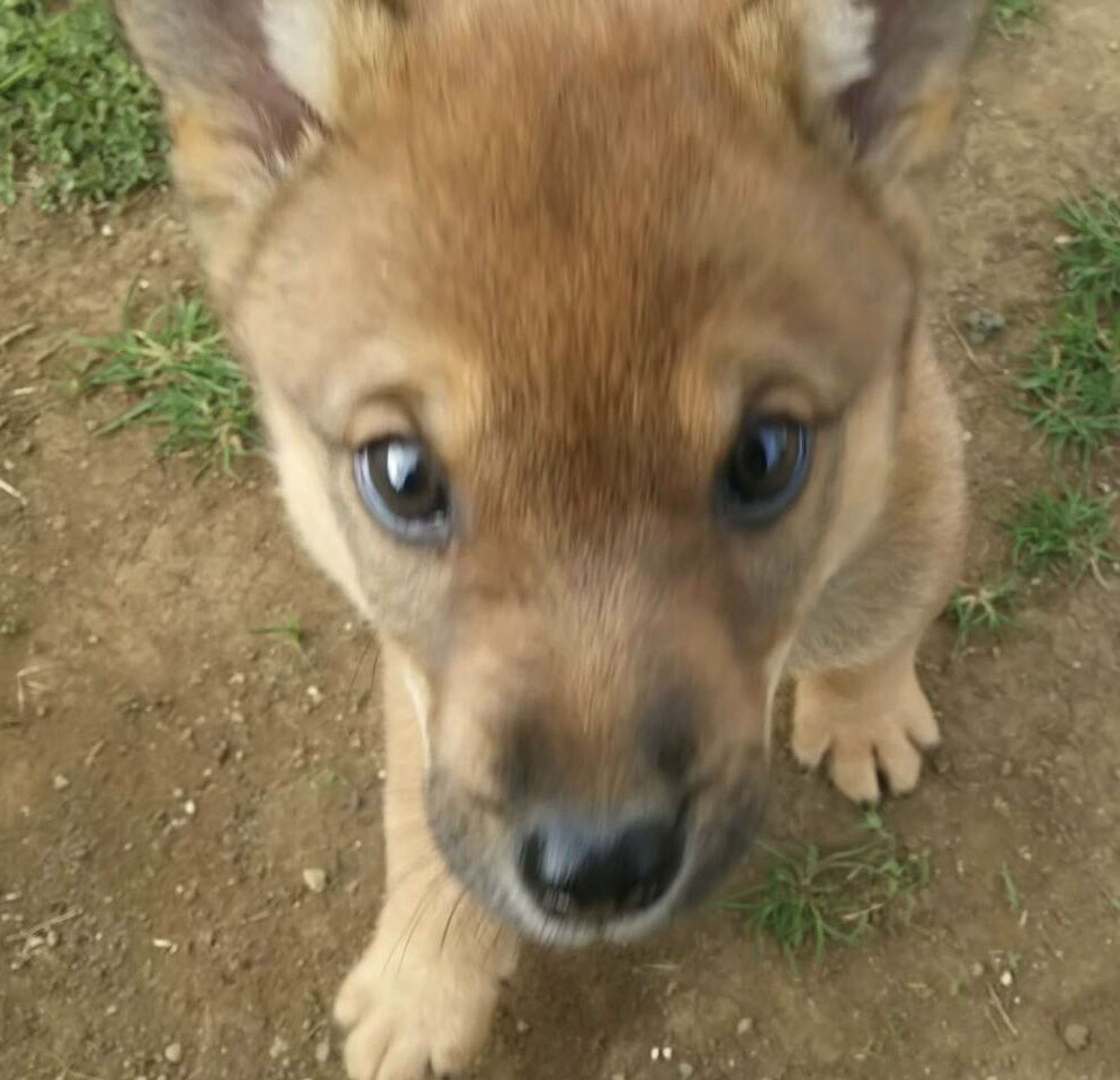 pet-image-4