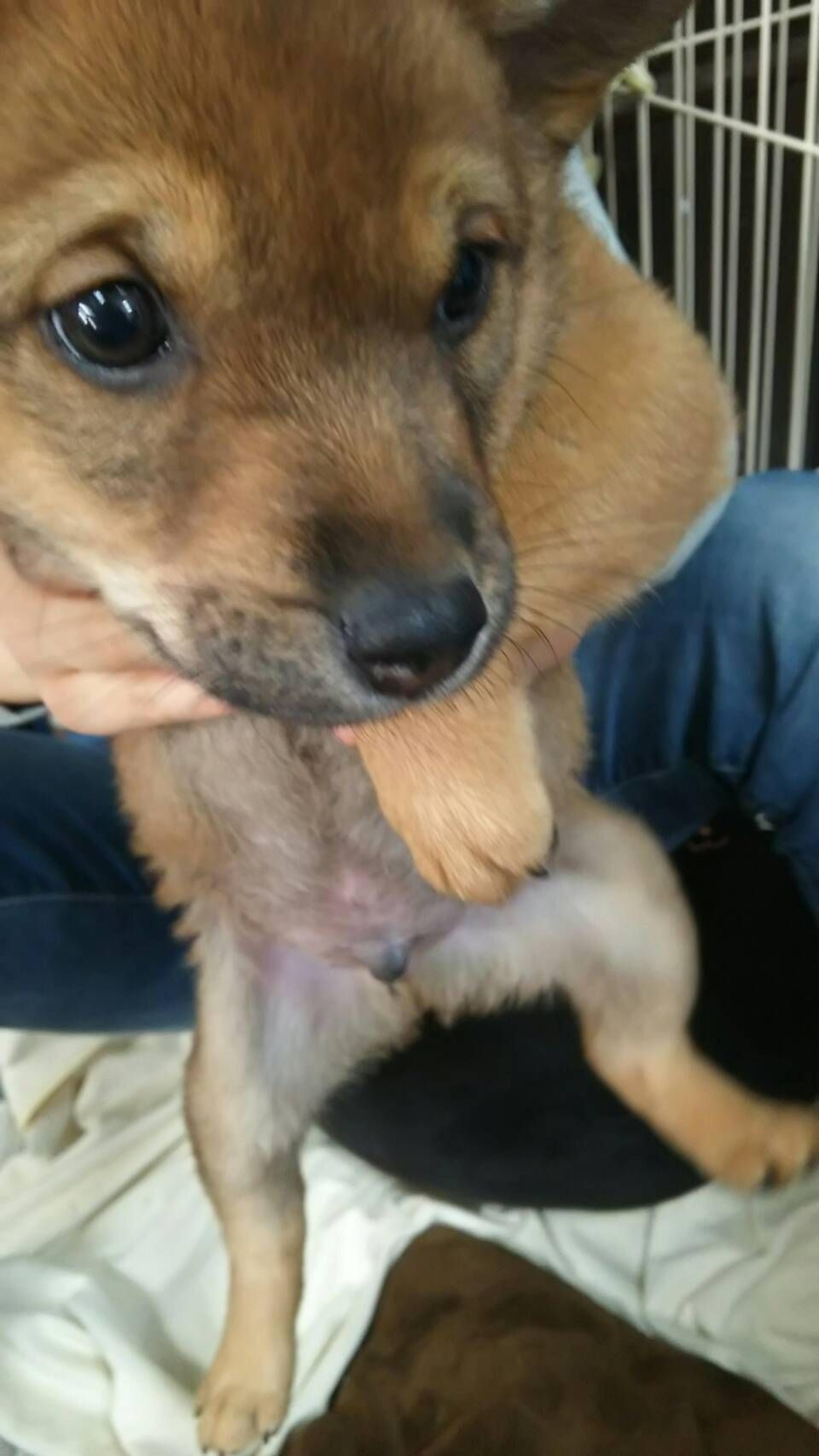 pet-image-5