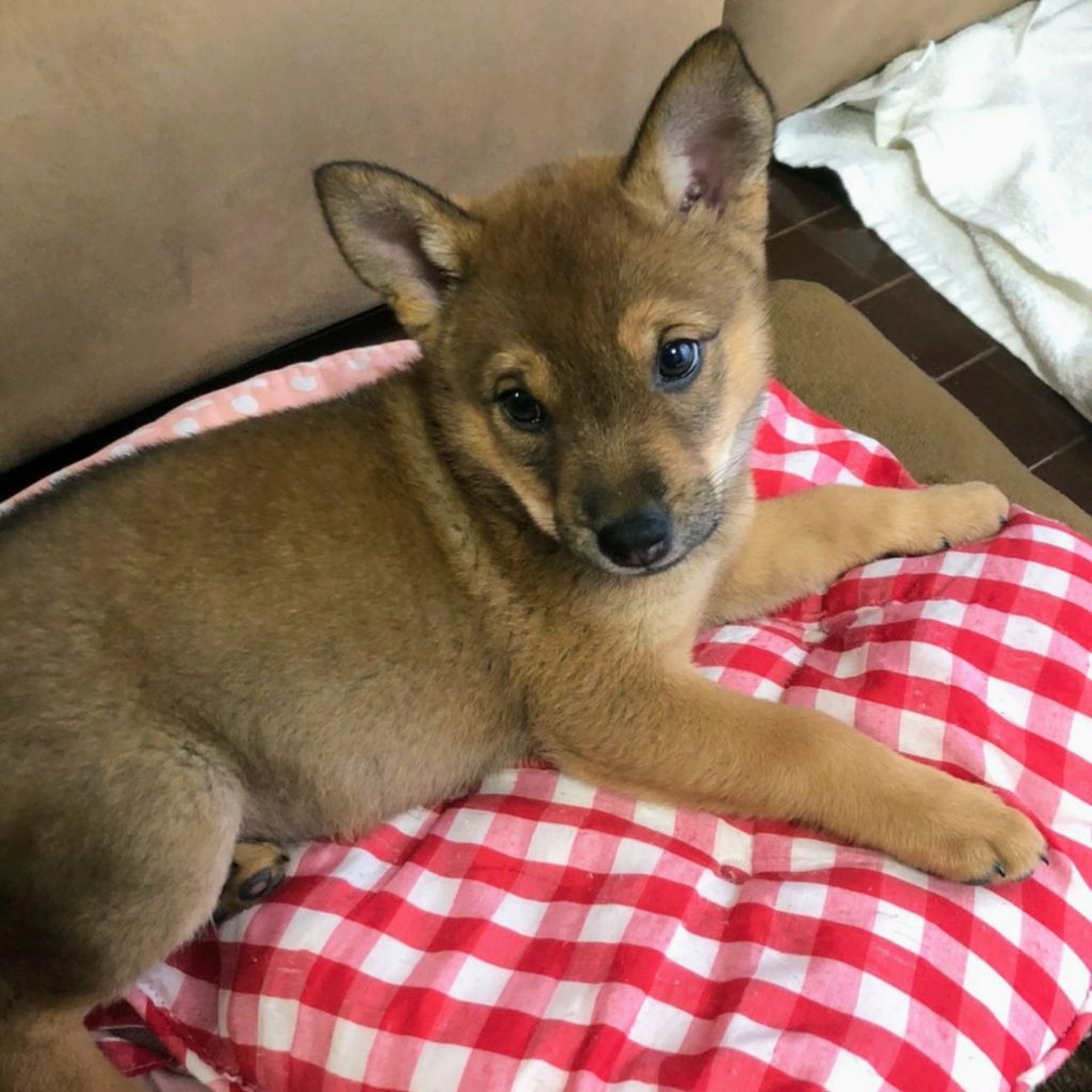 雑種（ミックス犬）・オスの里親募集の写真
