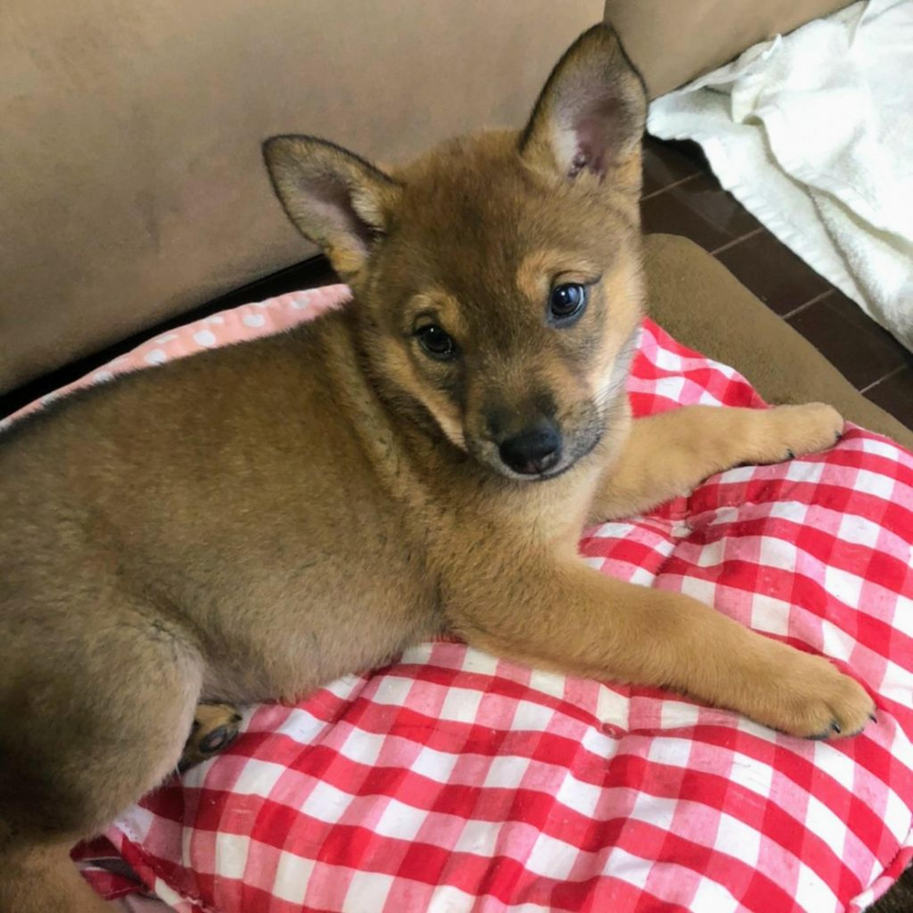 pet-image-2