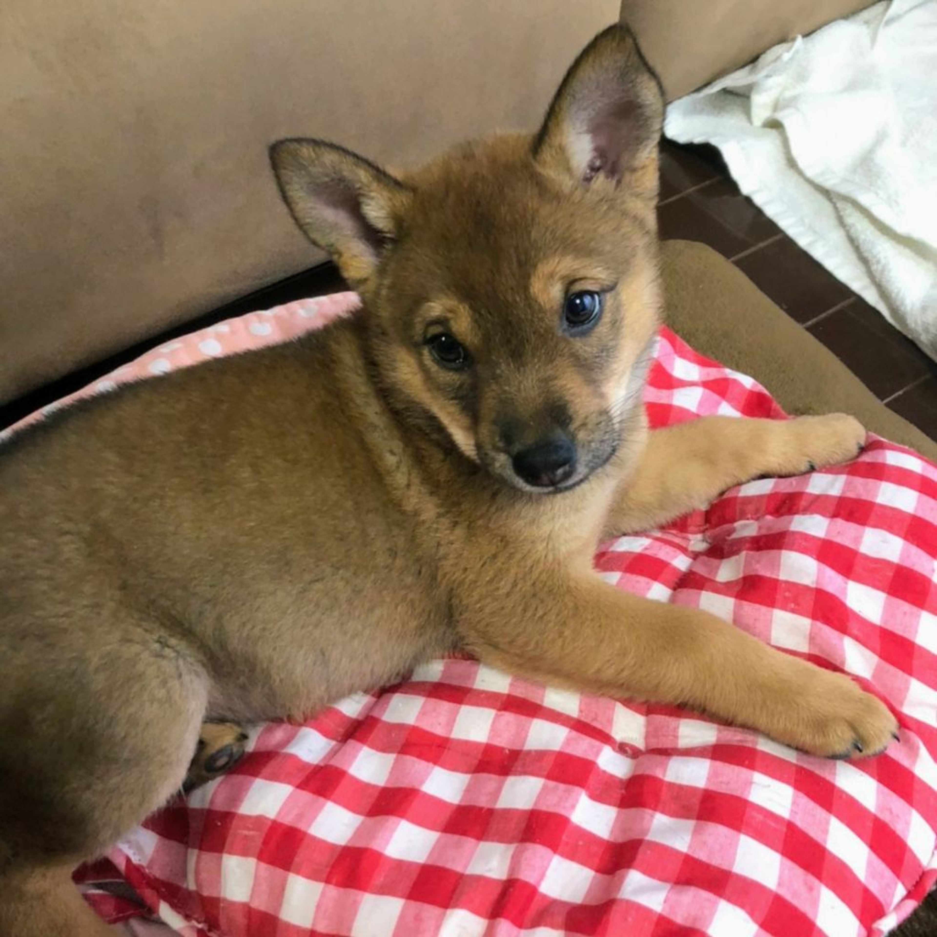 雑種（ミックス犬）・オスの里親募集の写真
