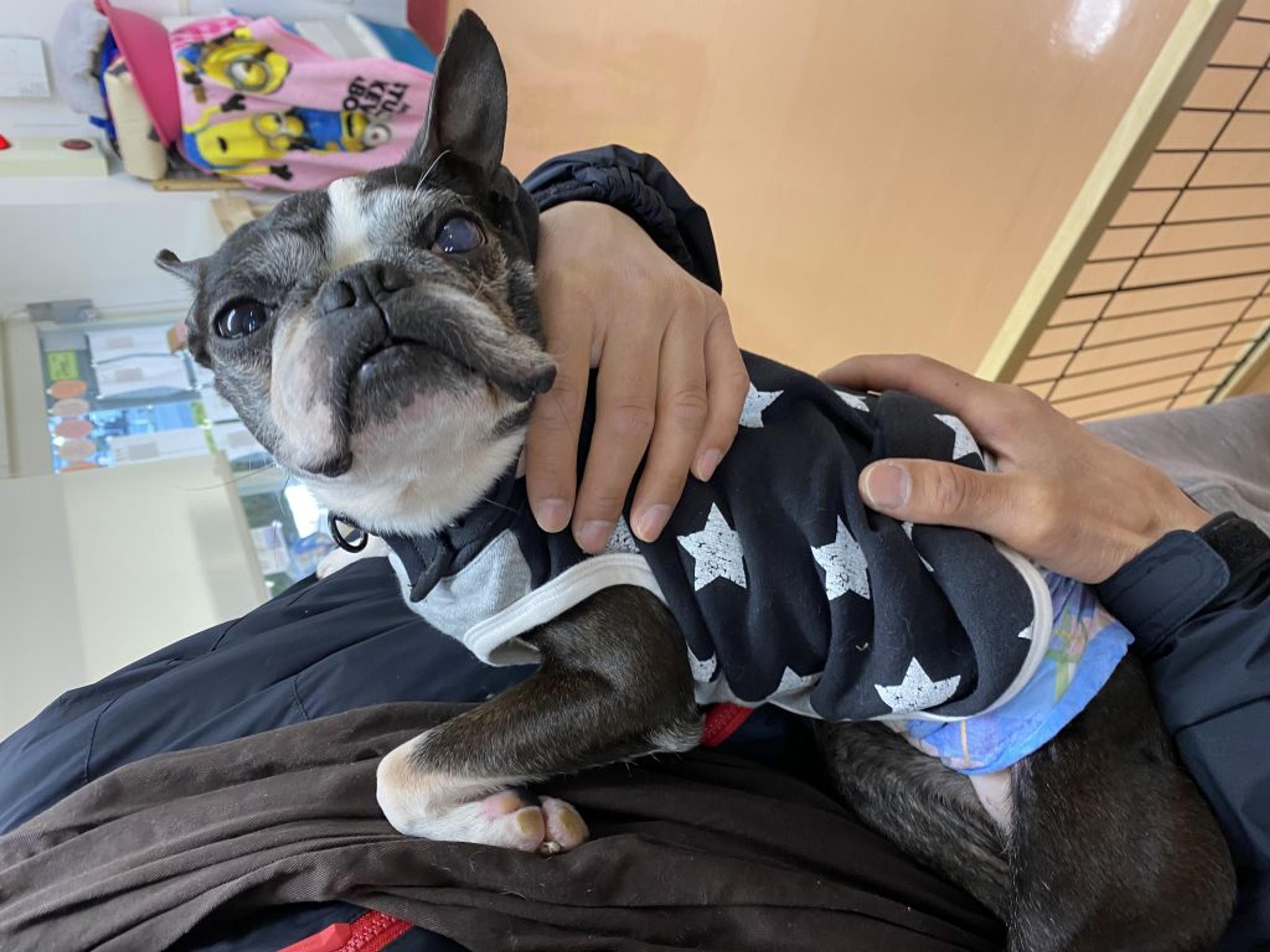 pet-image-2