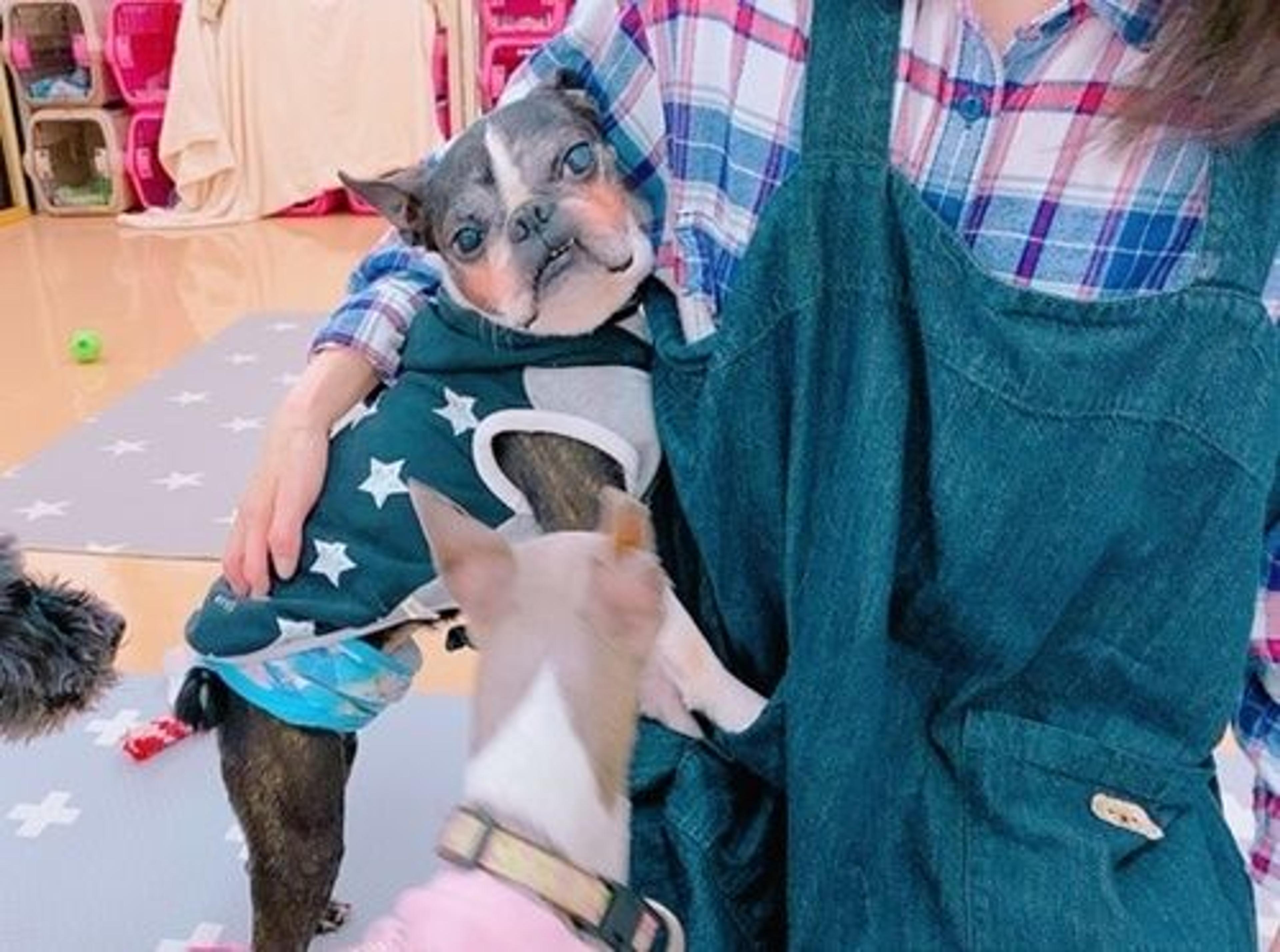 pet-image-3