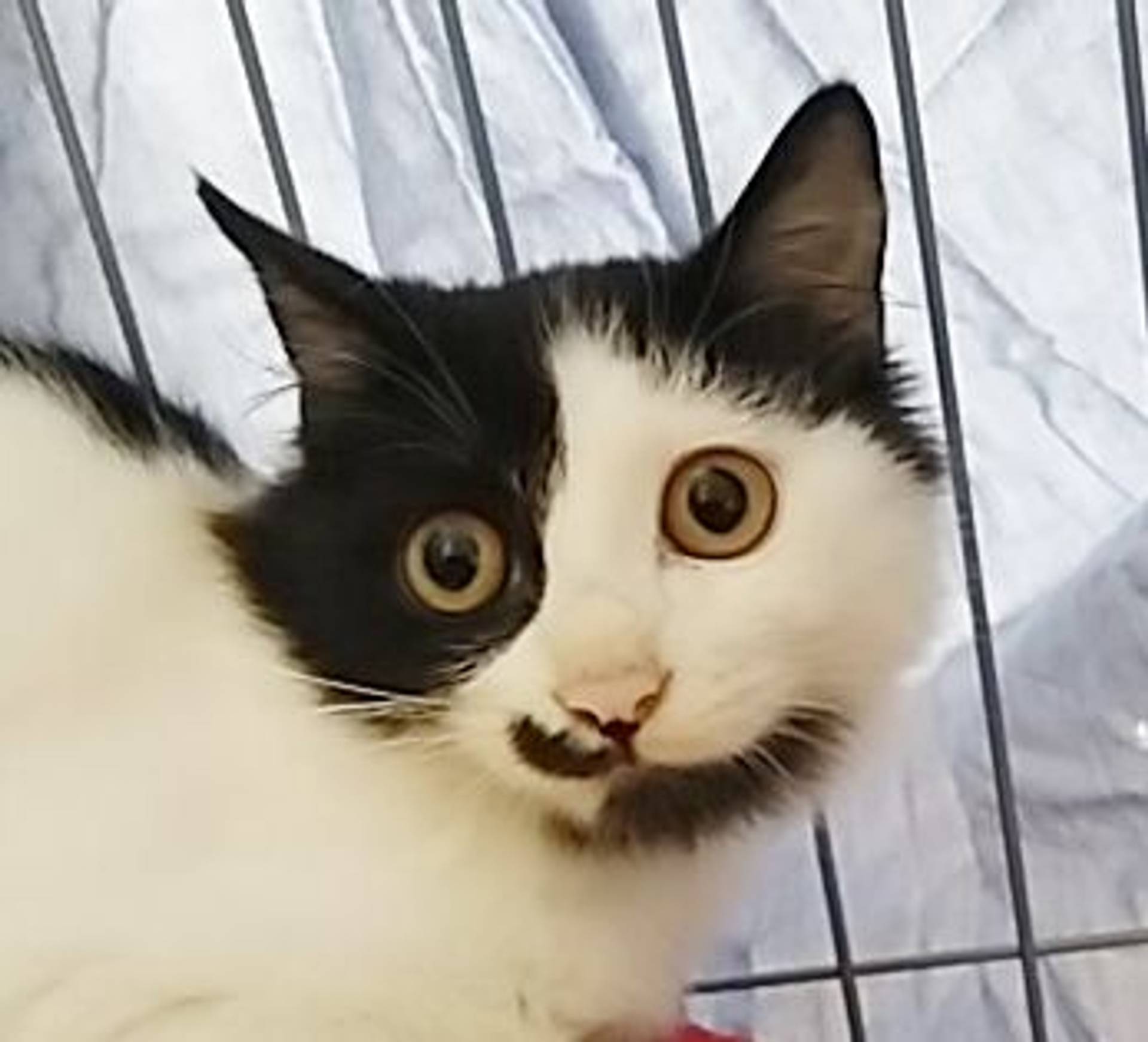 雑種（ミックス猫）・オスの里親募集の写真