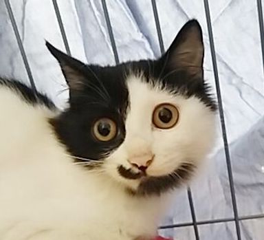 きんたの写真