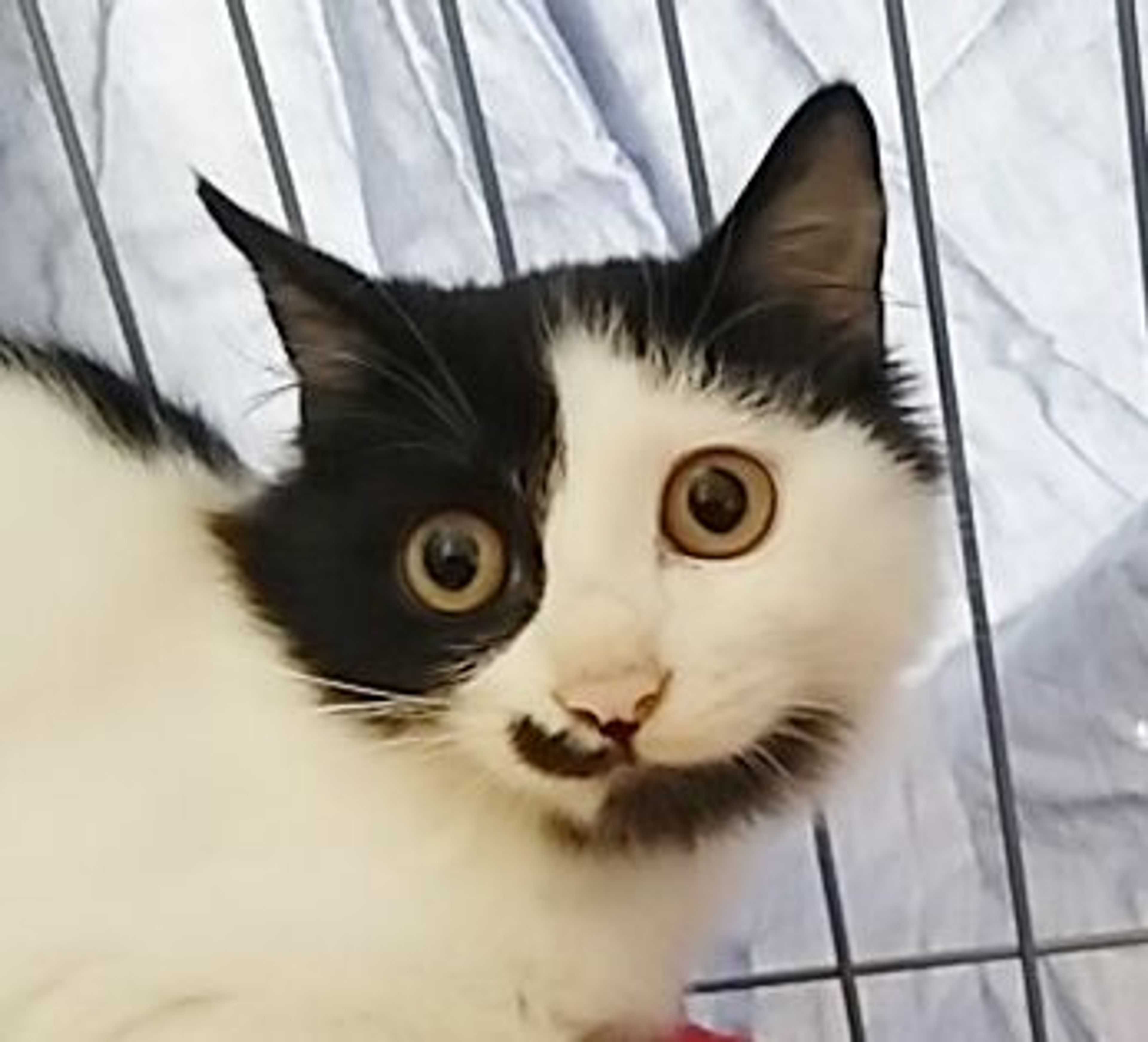 雑種（ミックス猫）・オスの里親募集の写真