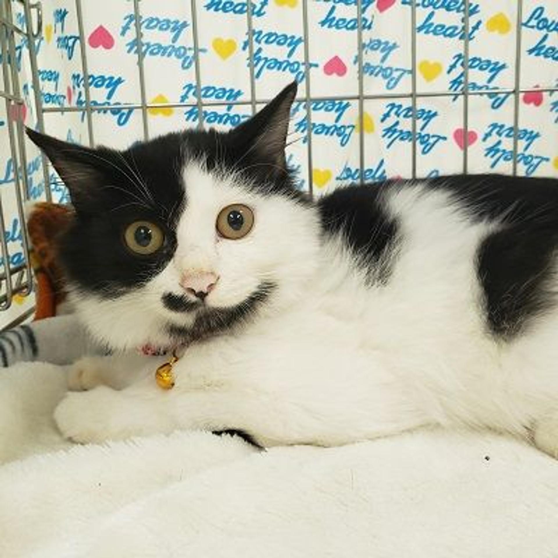 pet-image-2