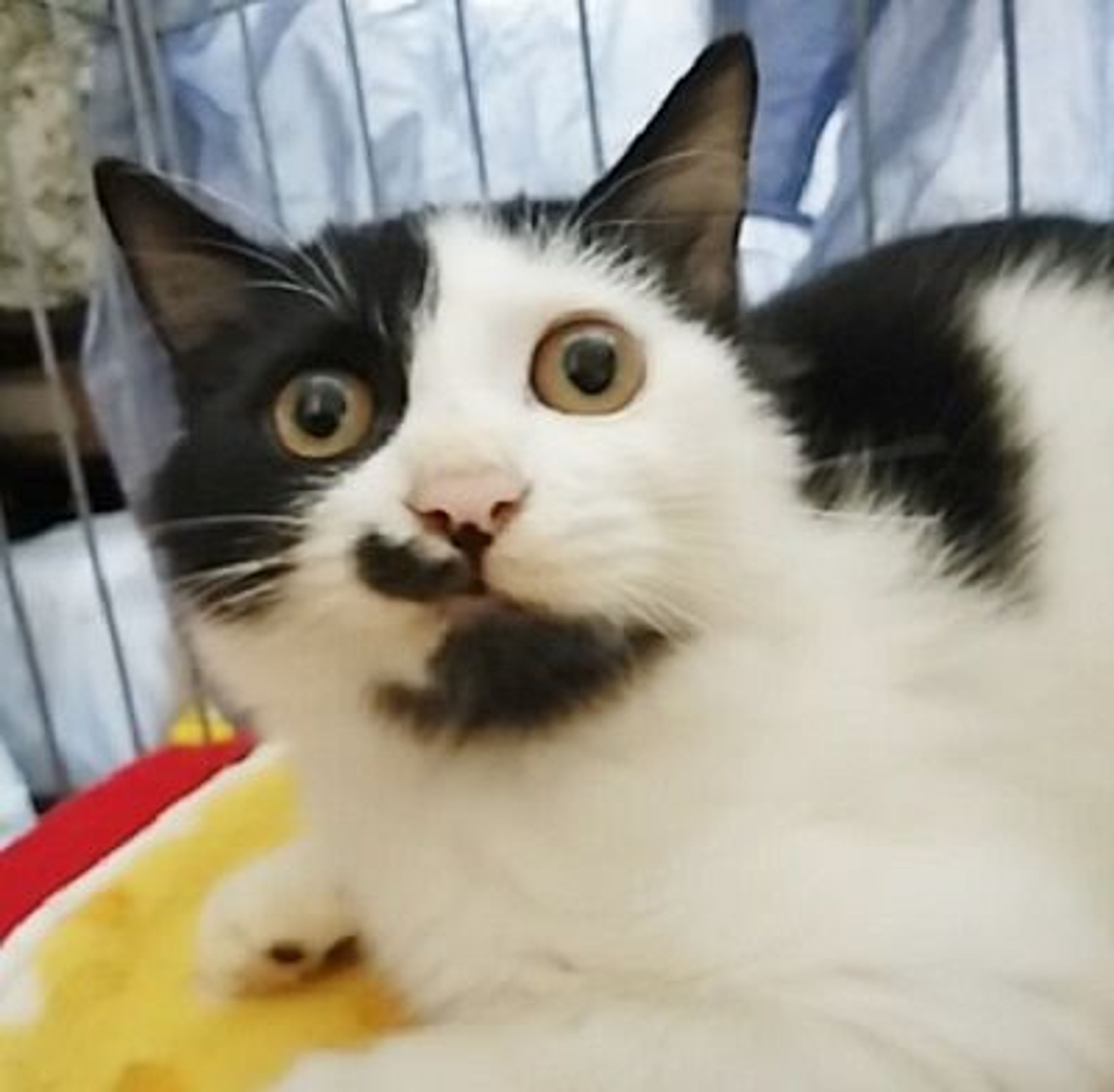 pet-image-3