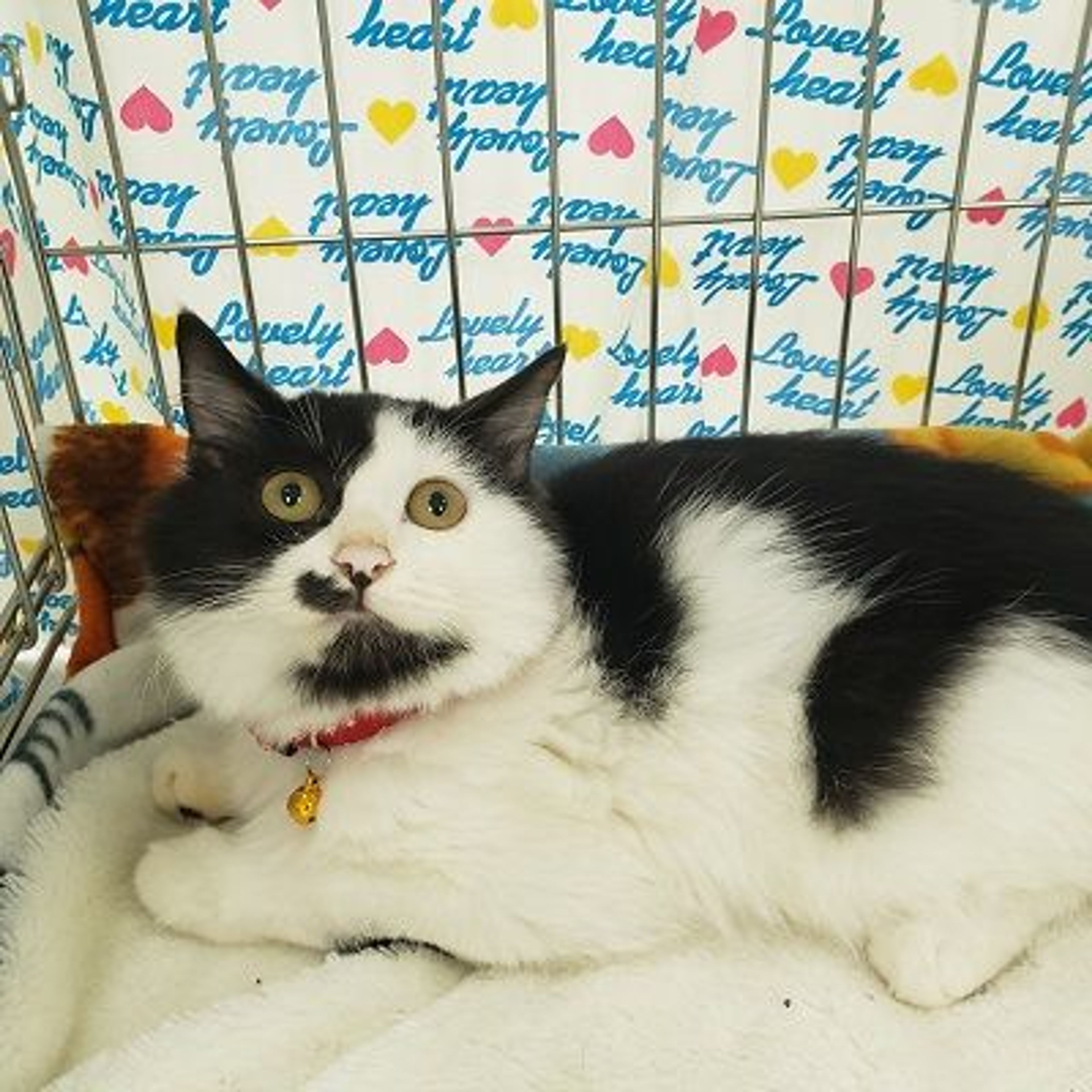 pet-image-4