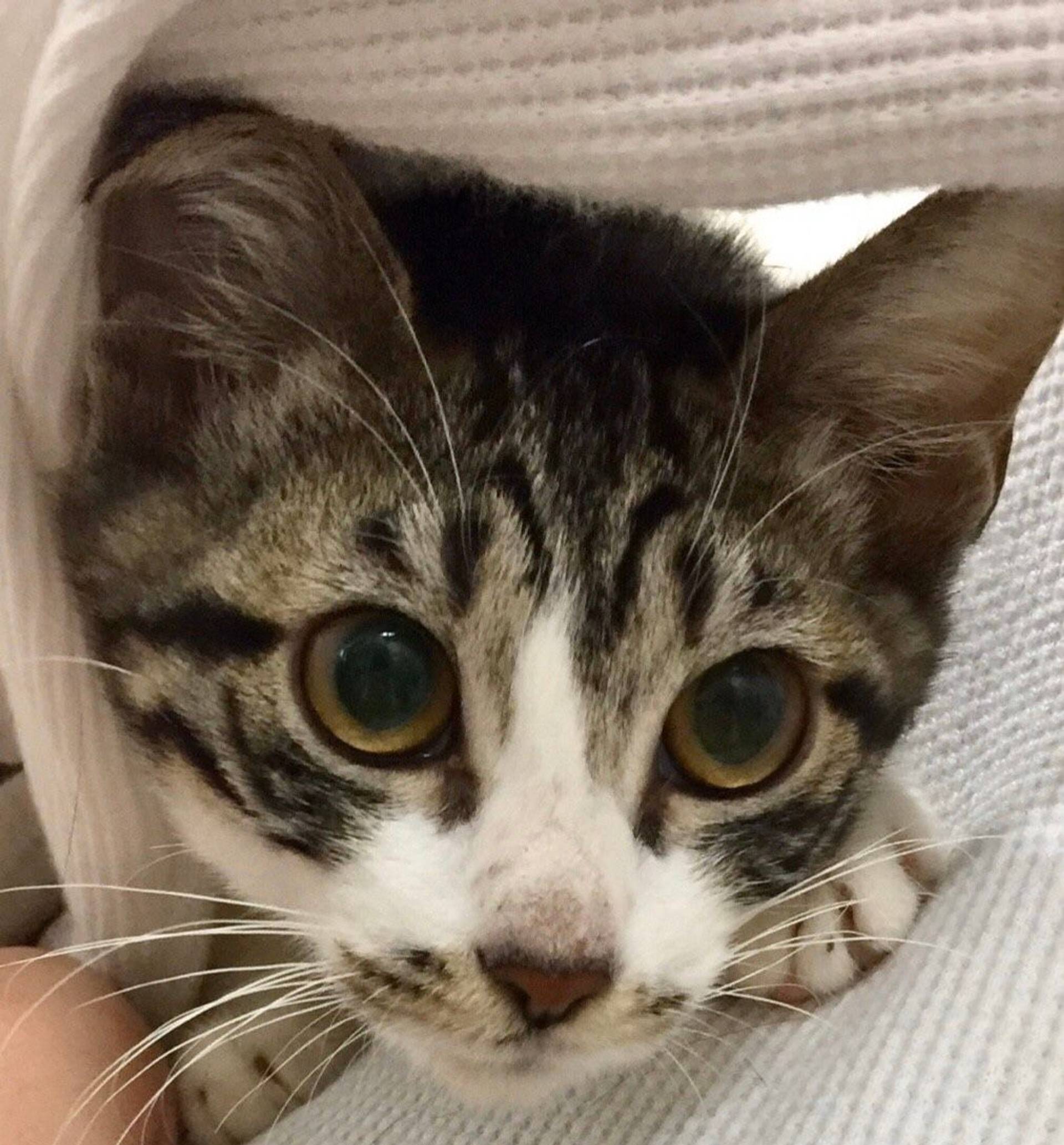 雑種（ミックス猫）・メスの里親募集の写真