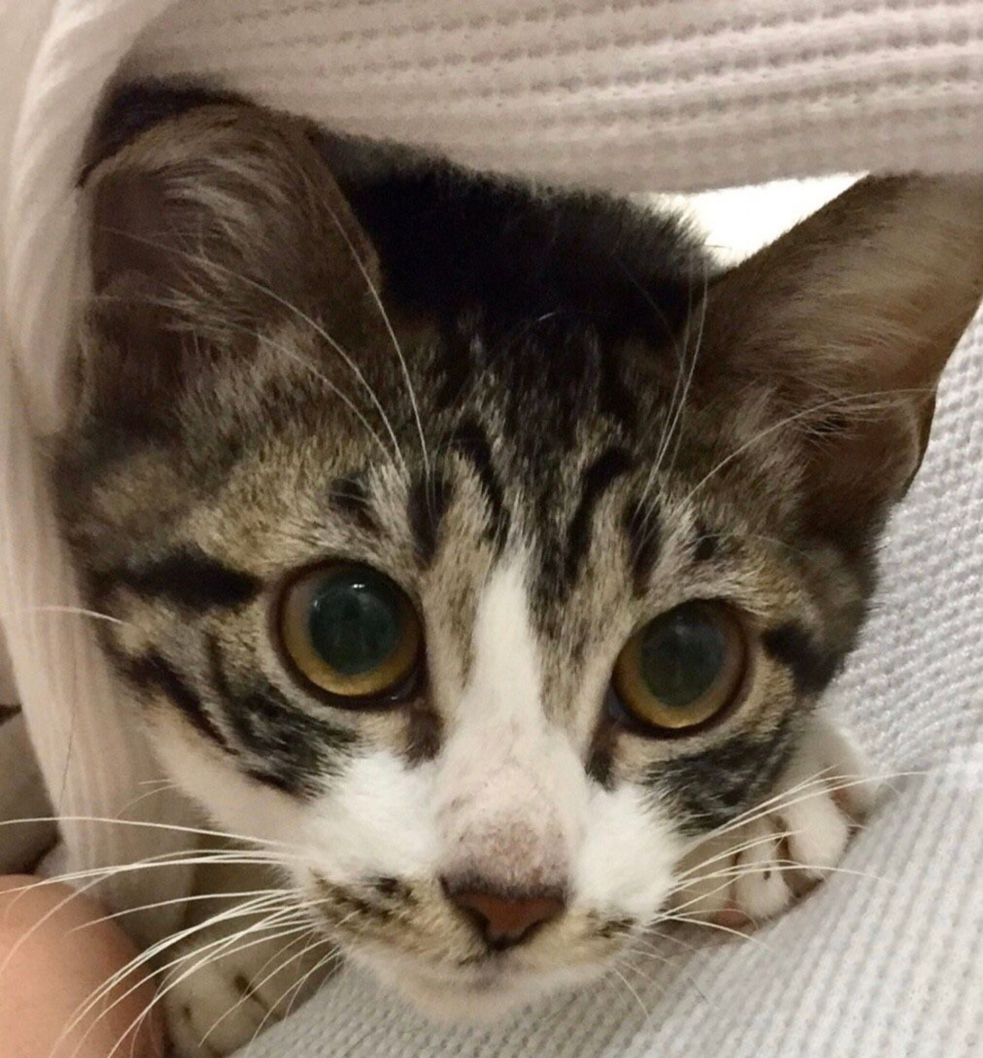 雑種（ミックス猫）・メスの里親募集の写真