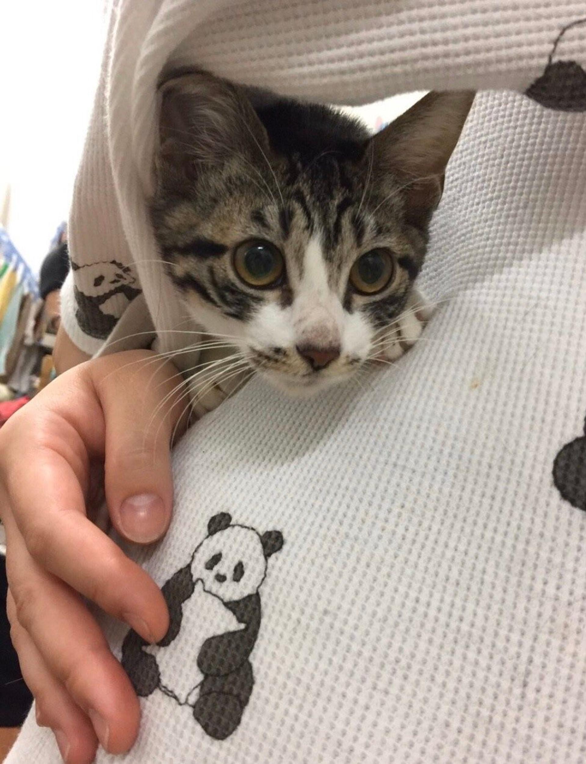 pet-image-2