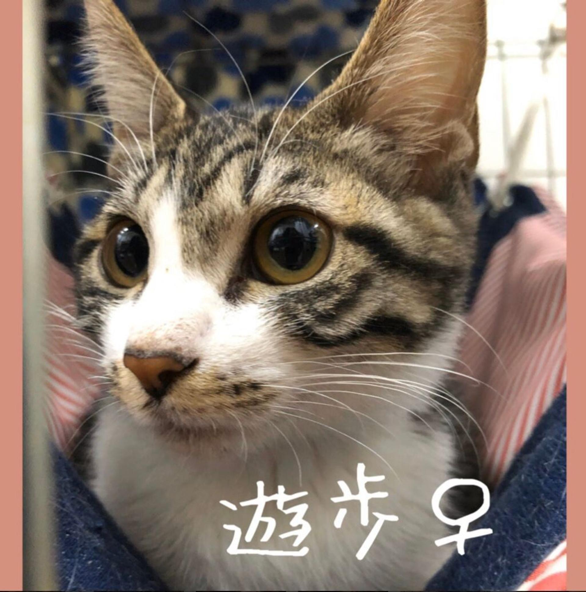 pet-image-3