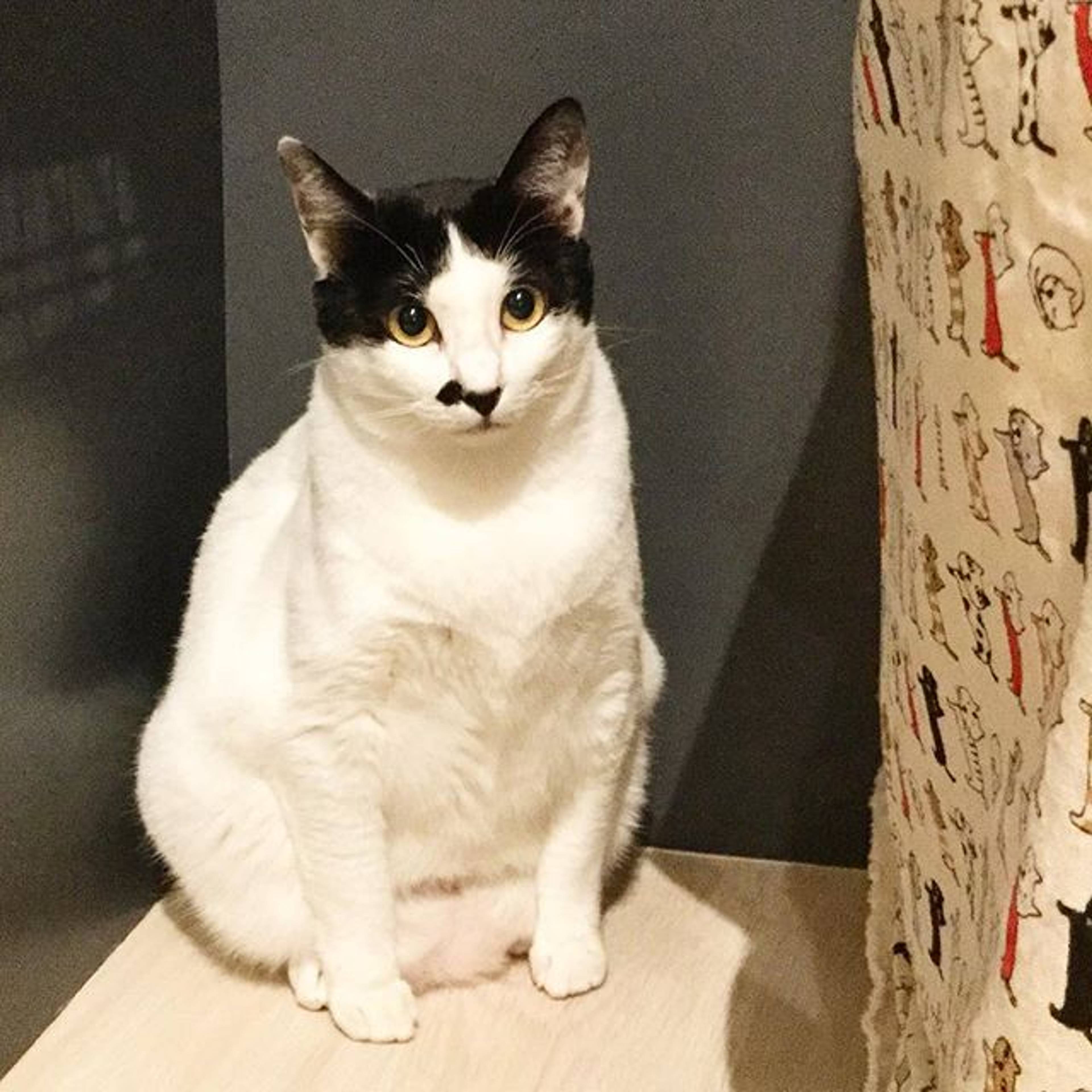 雑種（ミックス猫）・メスの里親募集の写真