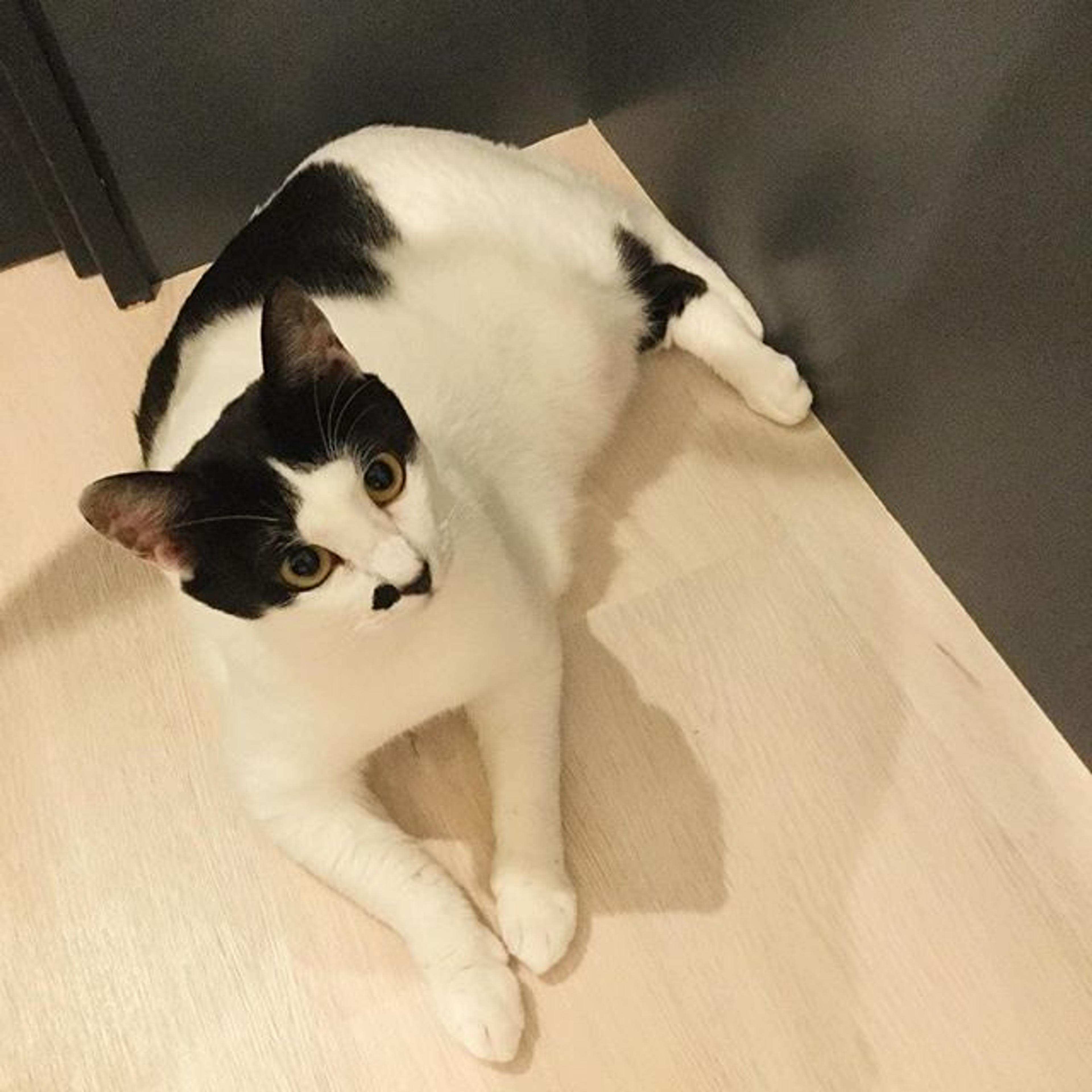 pet-image-2