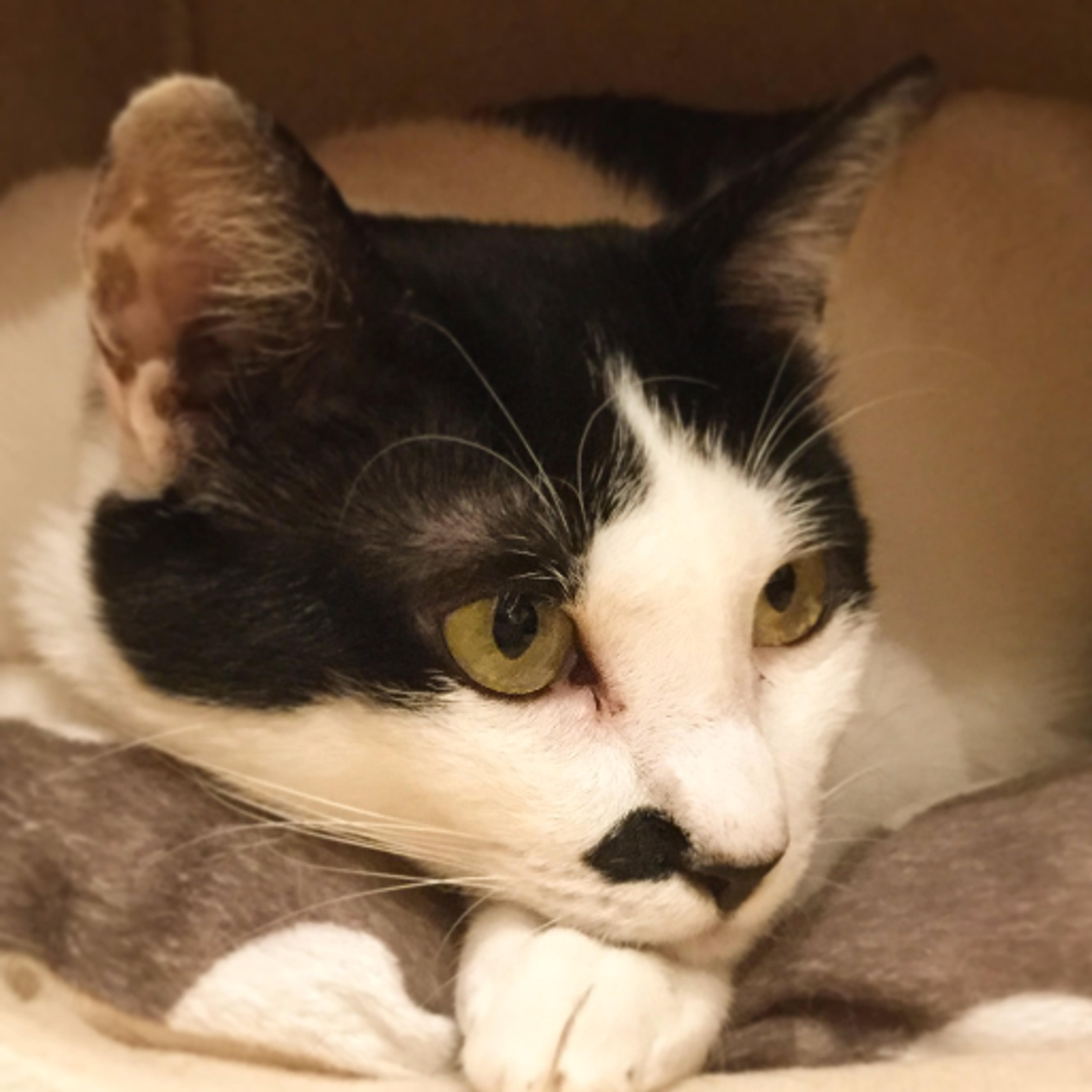 pet-image-3