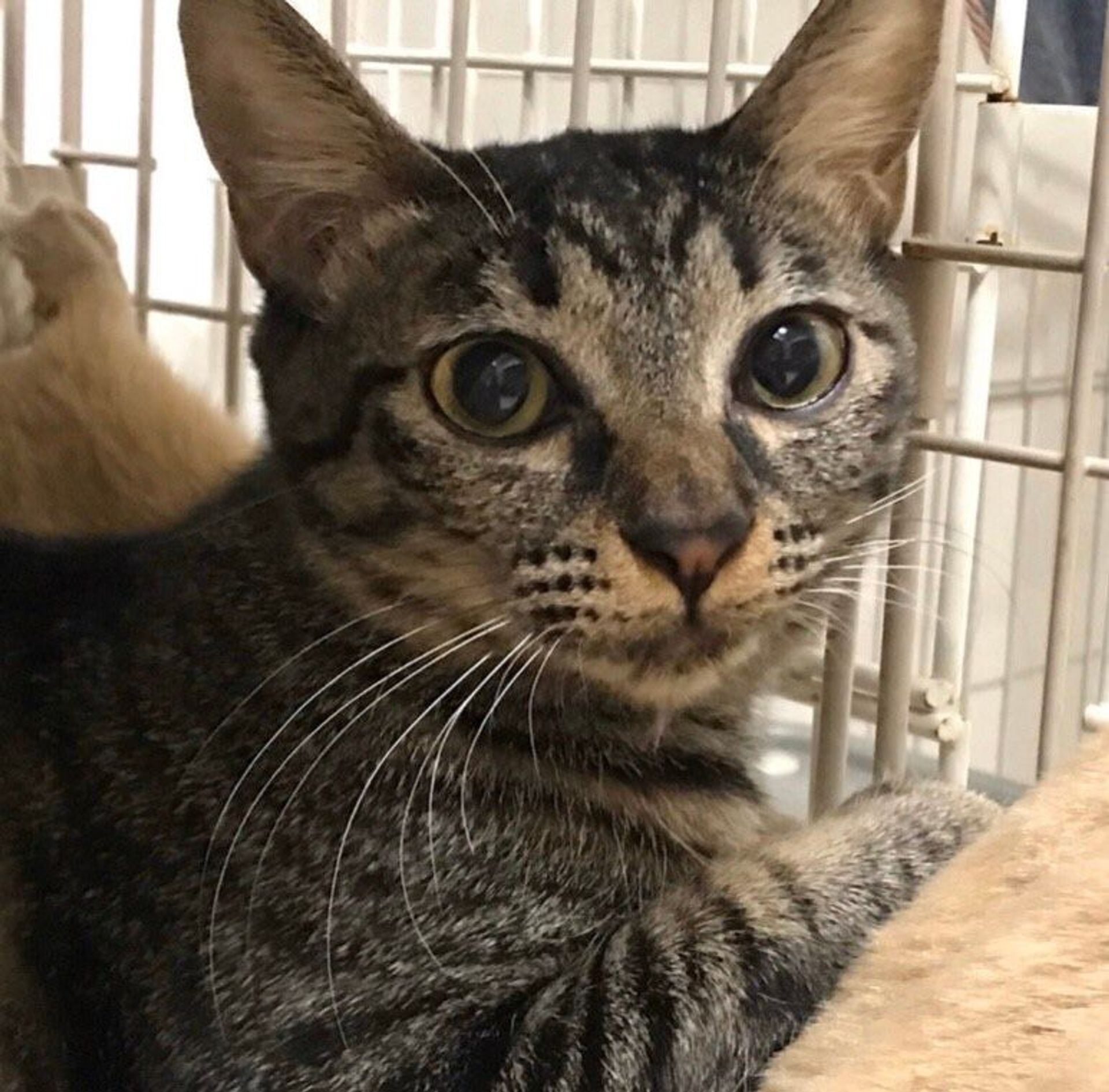 雑種（ミックス猫）・メスの里親募集の写真