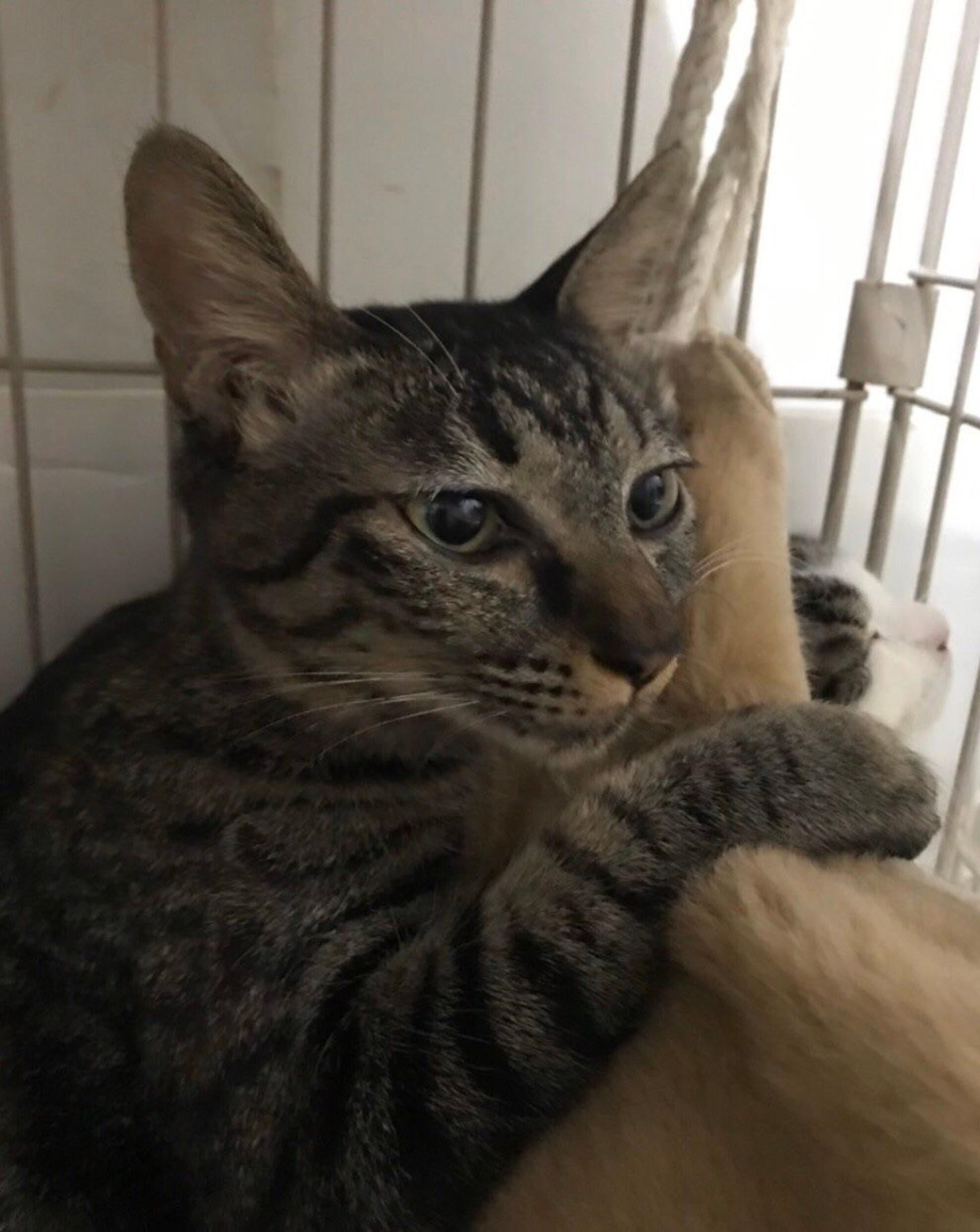 pet-image-4