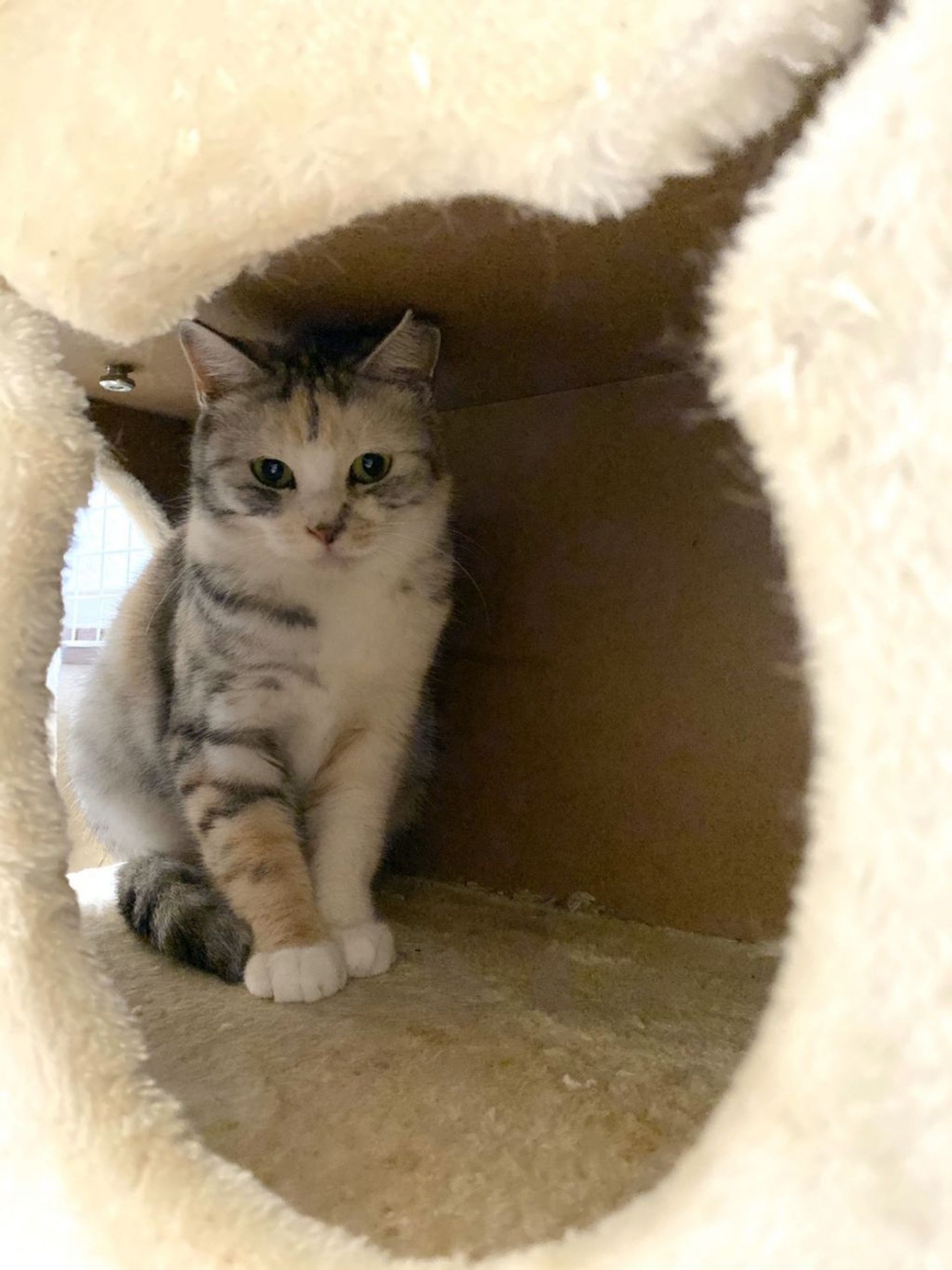 日本猫・メスの里親募集の写真