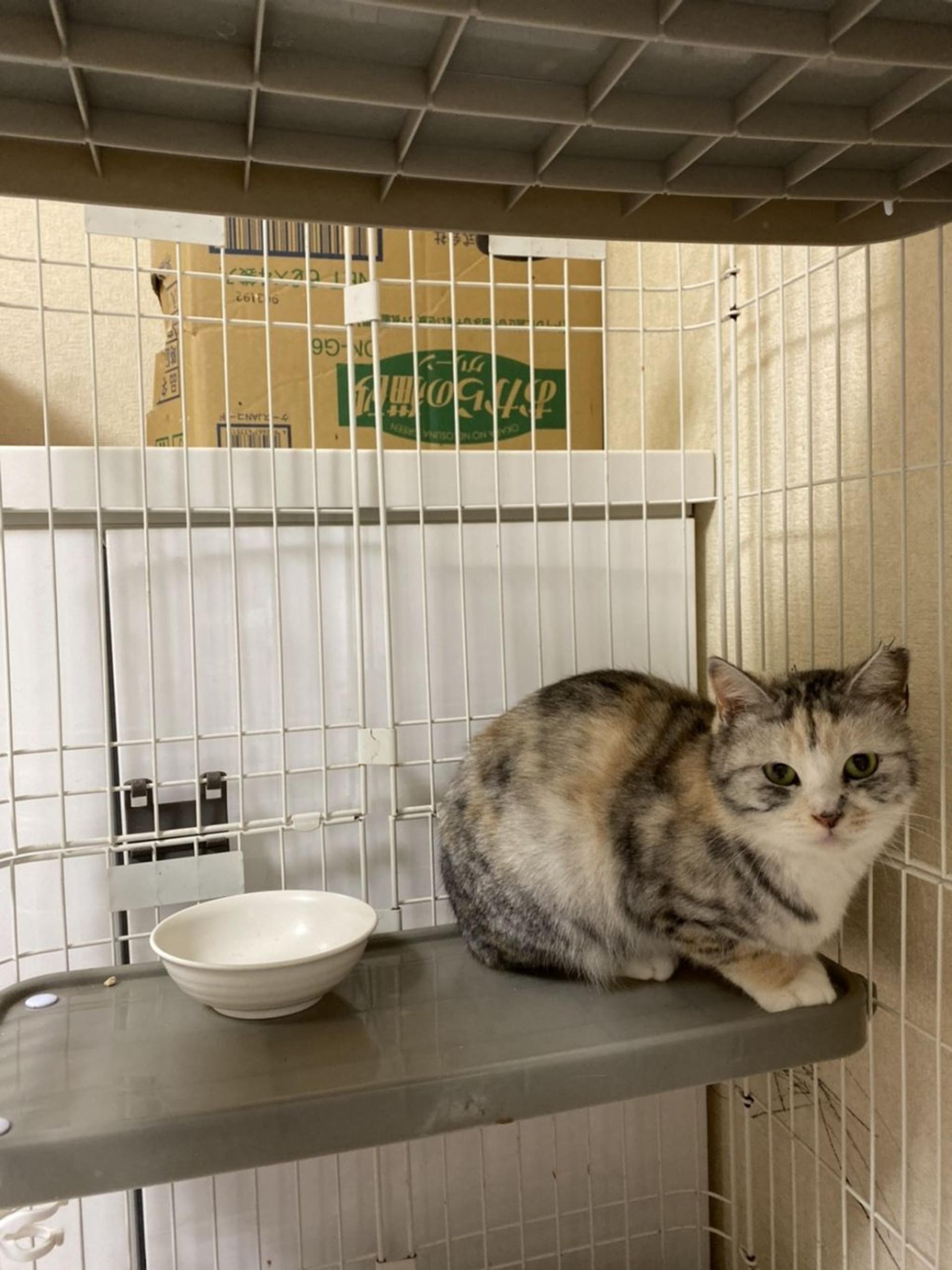 pet-image-2