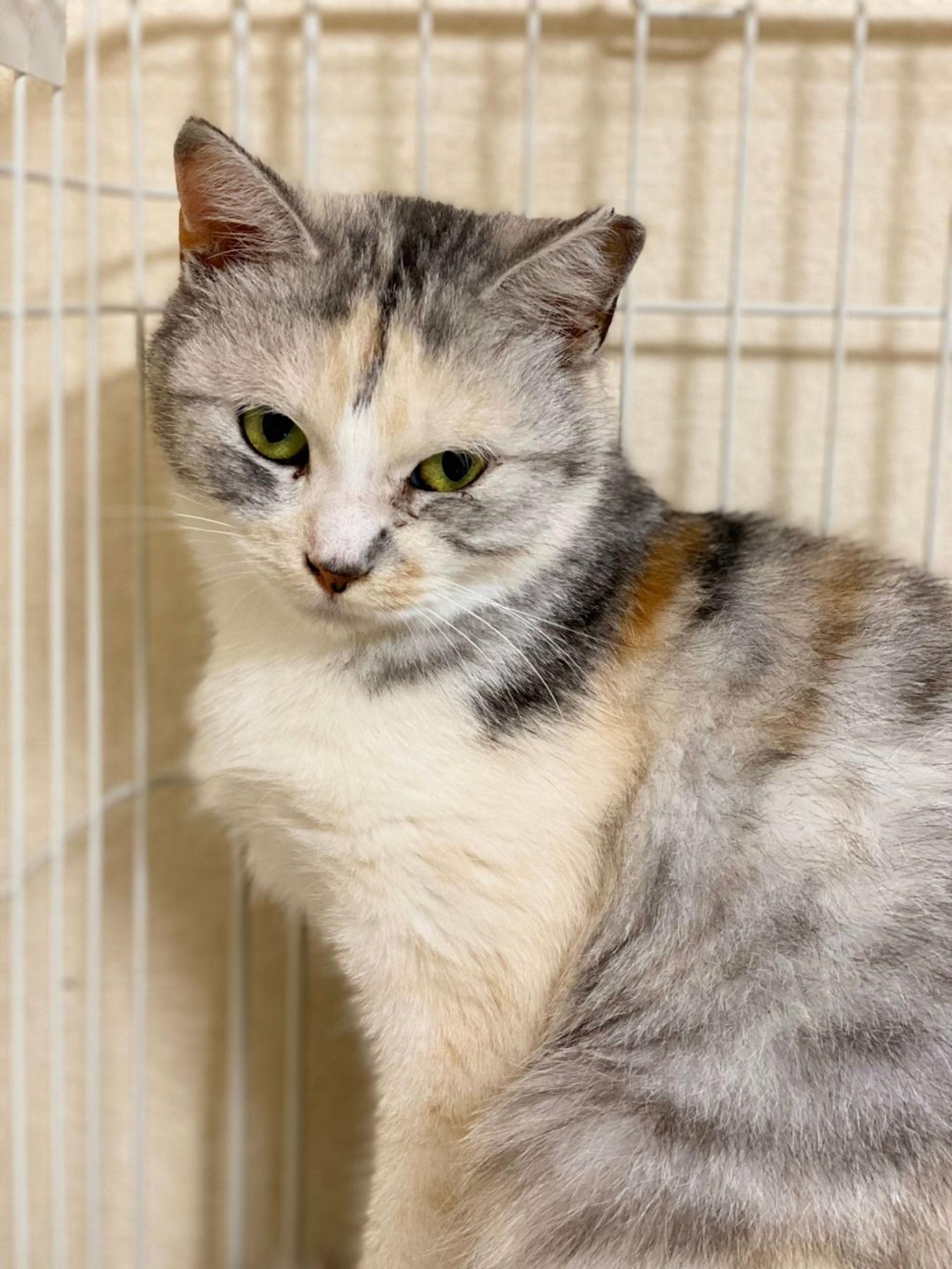 pet-image-4