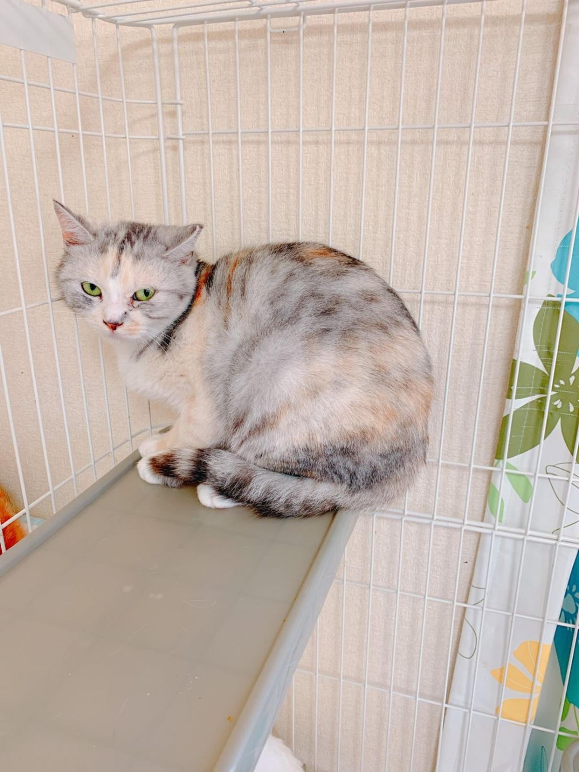 pet-image-5