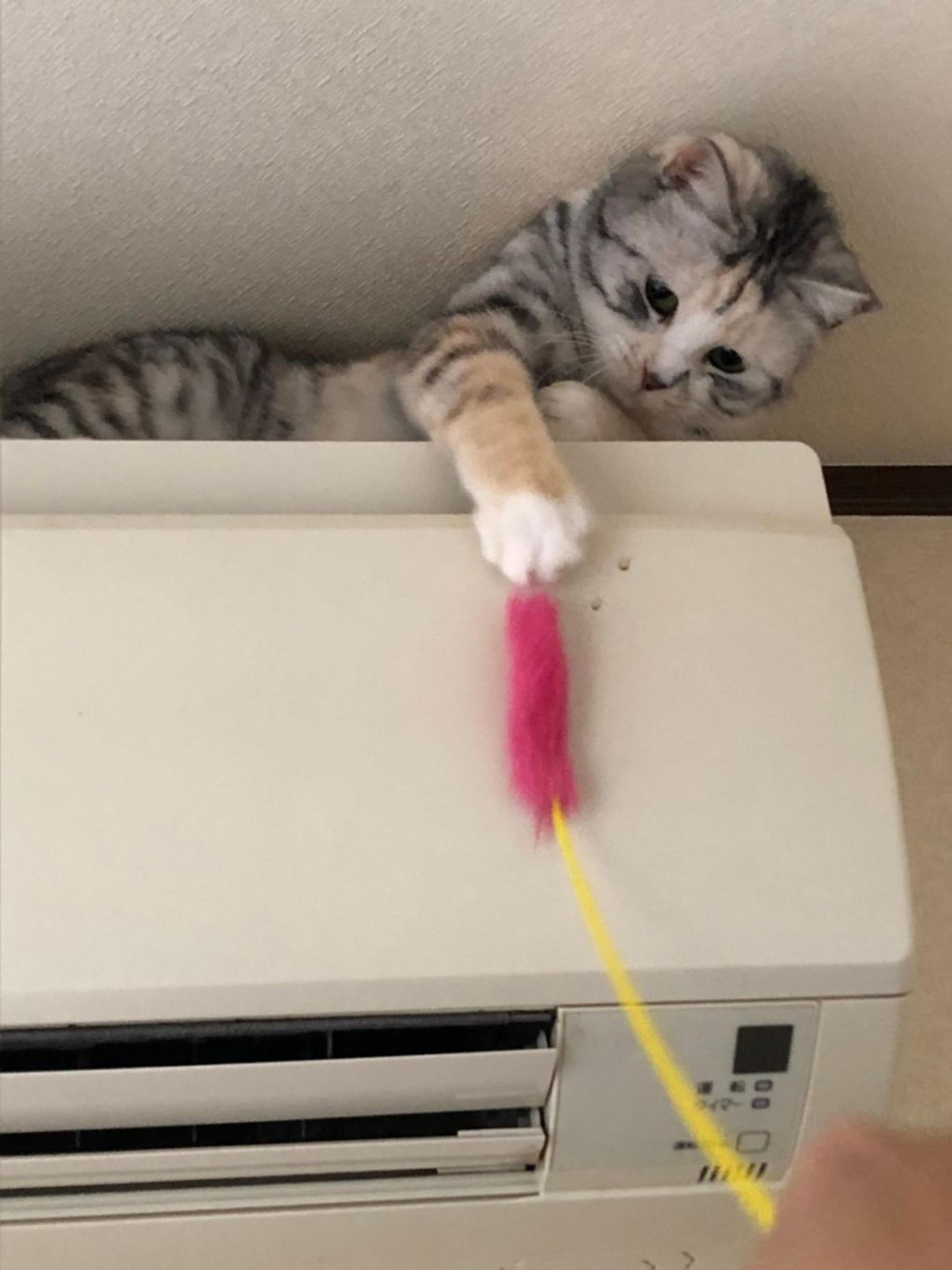 pet-image-6