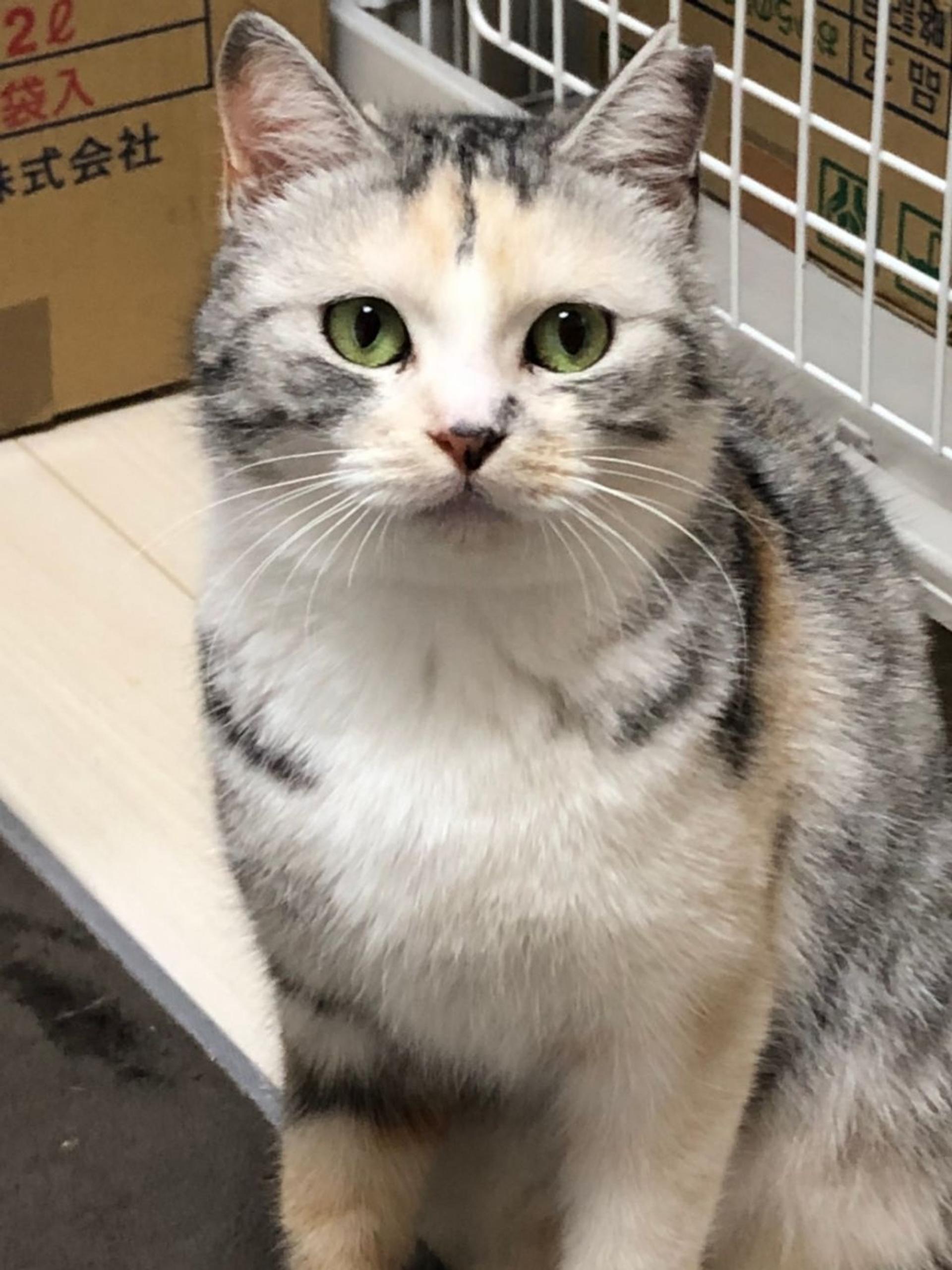 pet-image-9