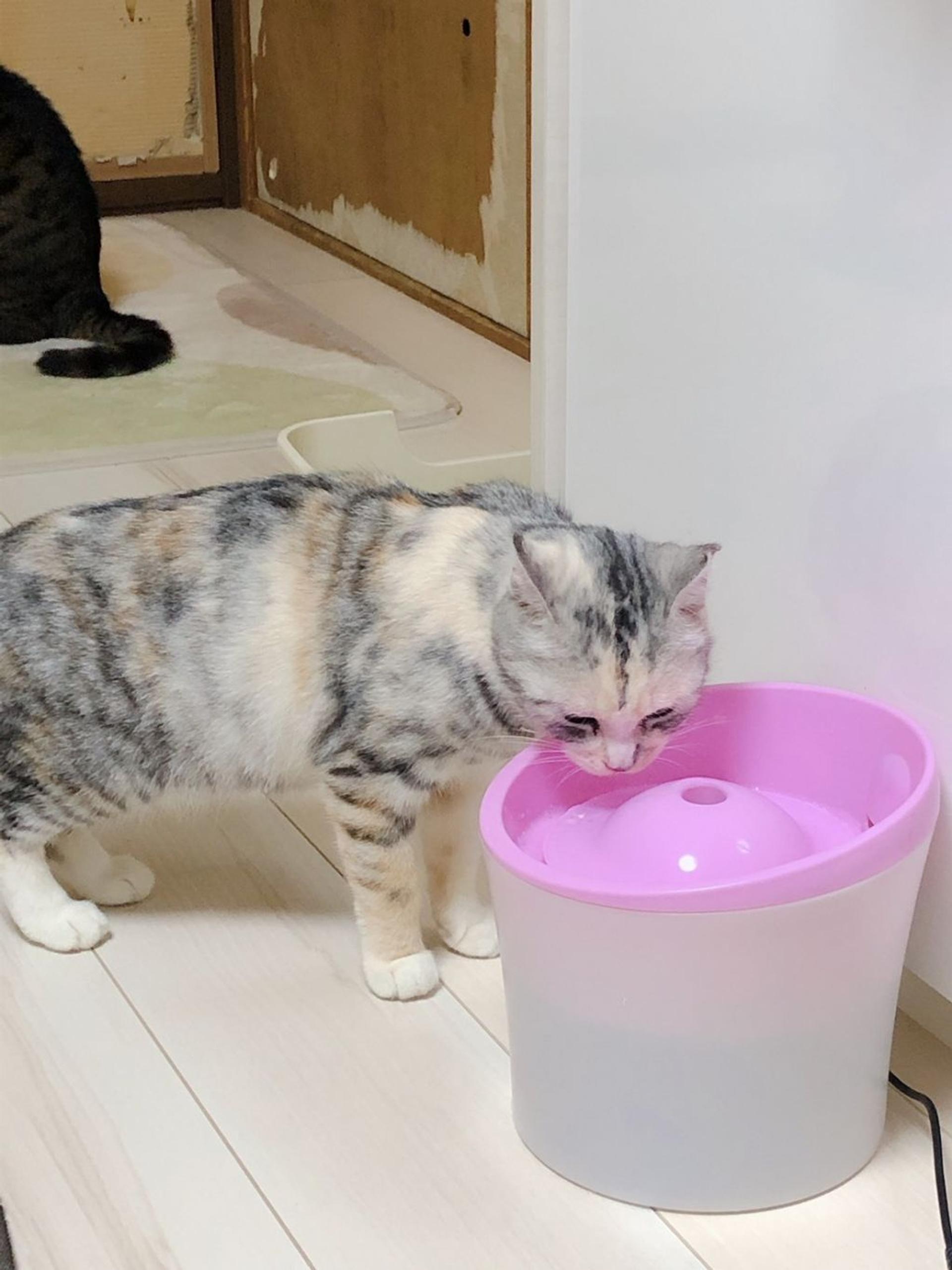 pet-image-10