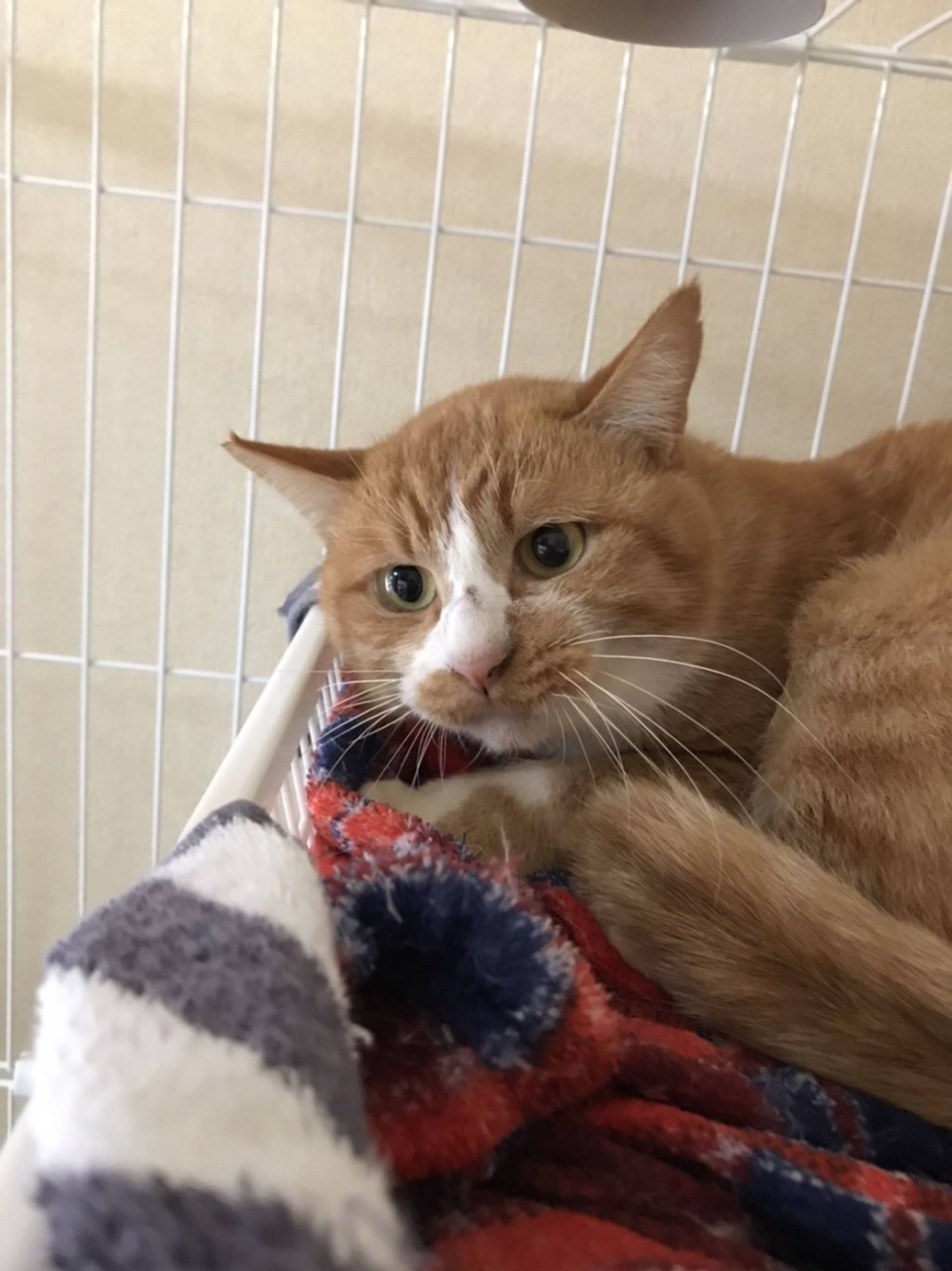雑種（ミックス猫）・オスの里親募集の写真