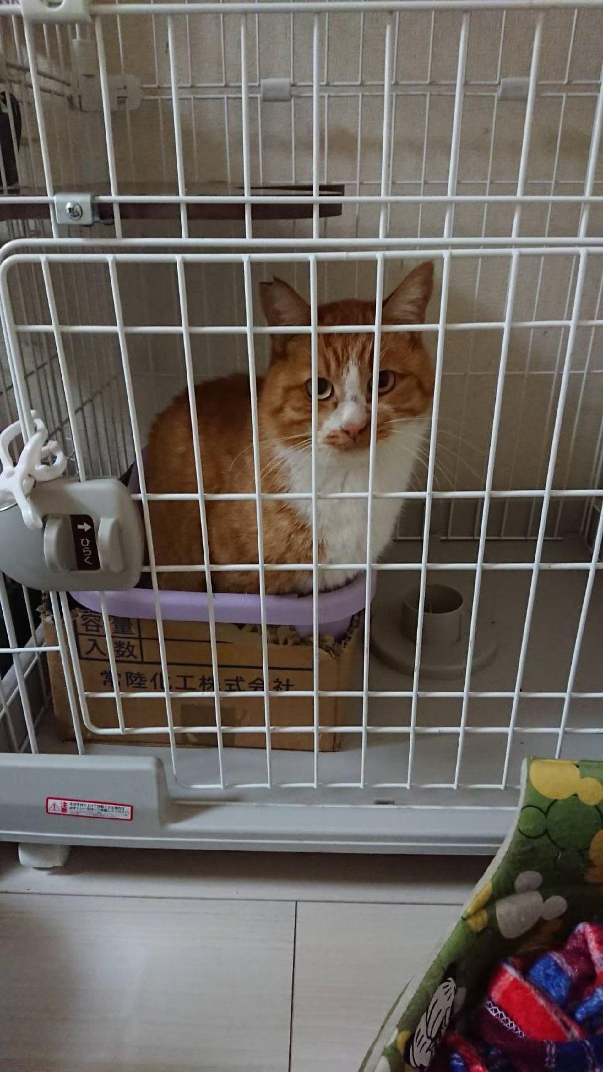pet-image-3