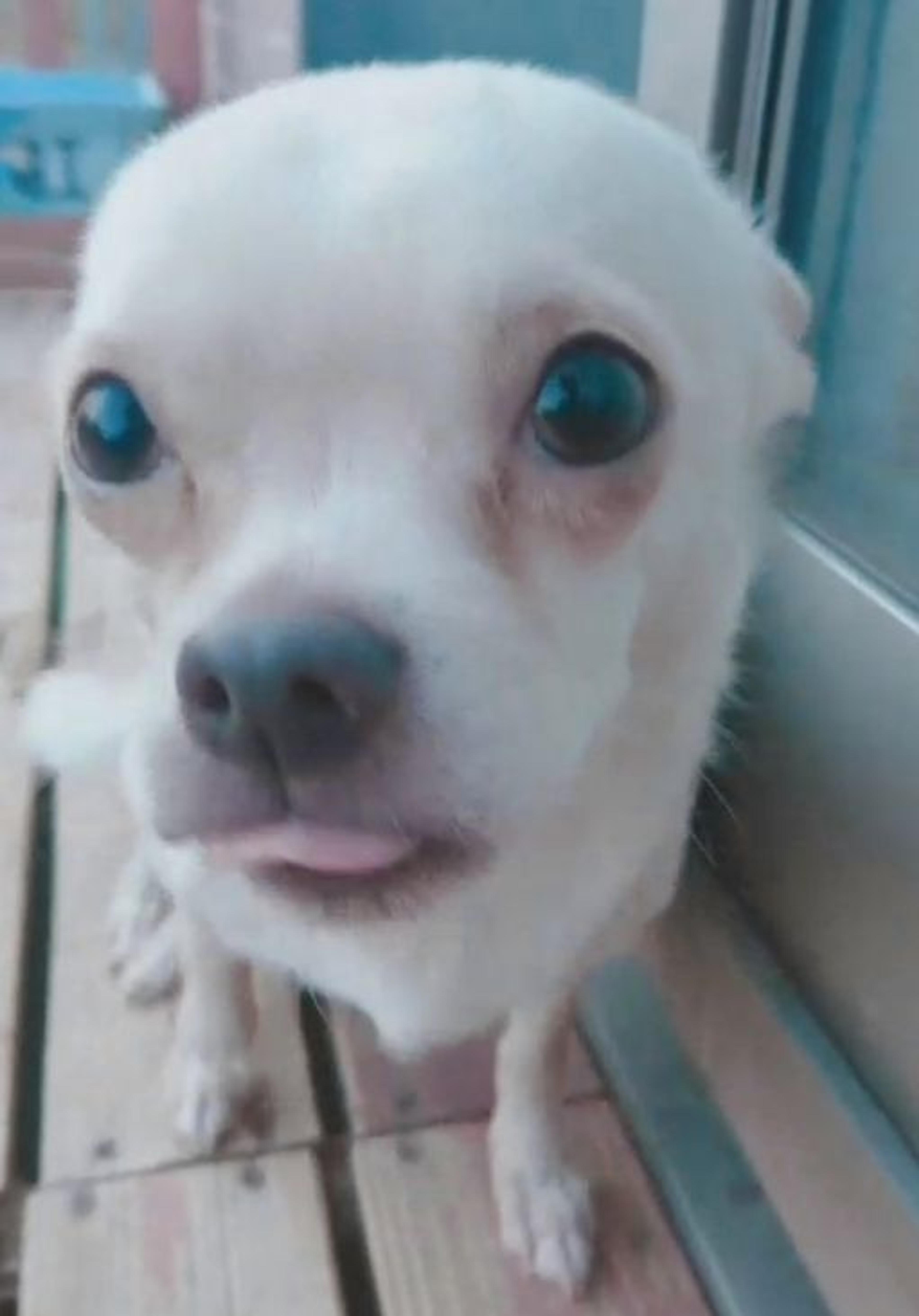 pet-image-2