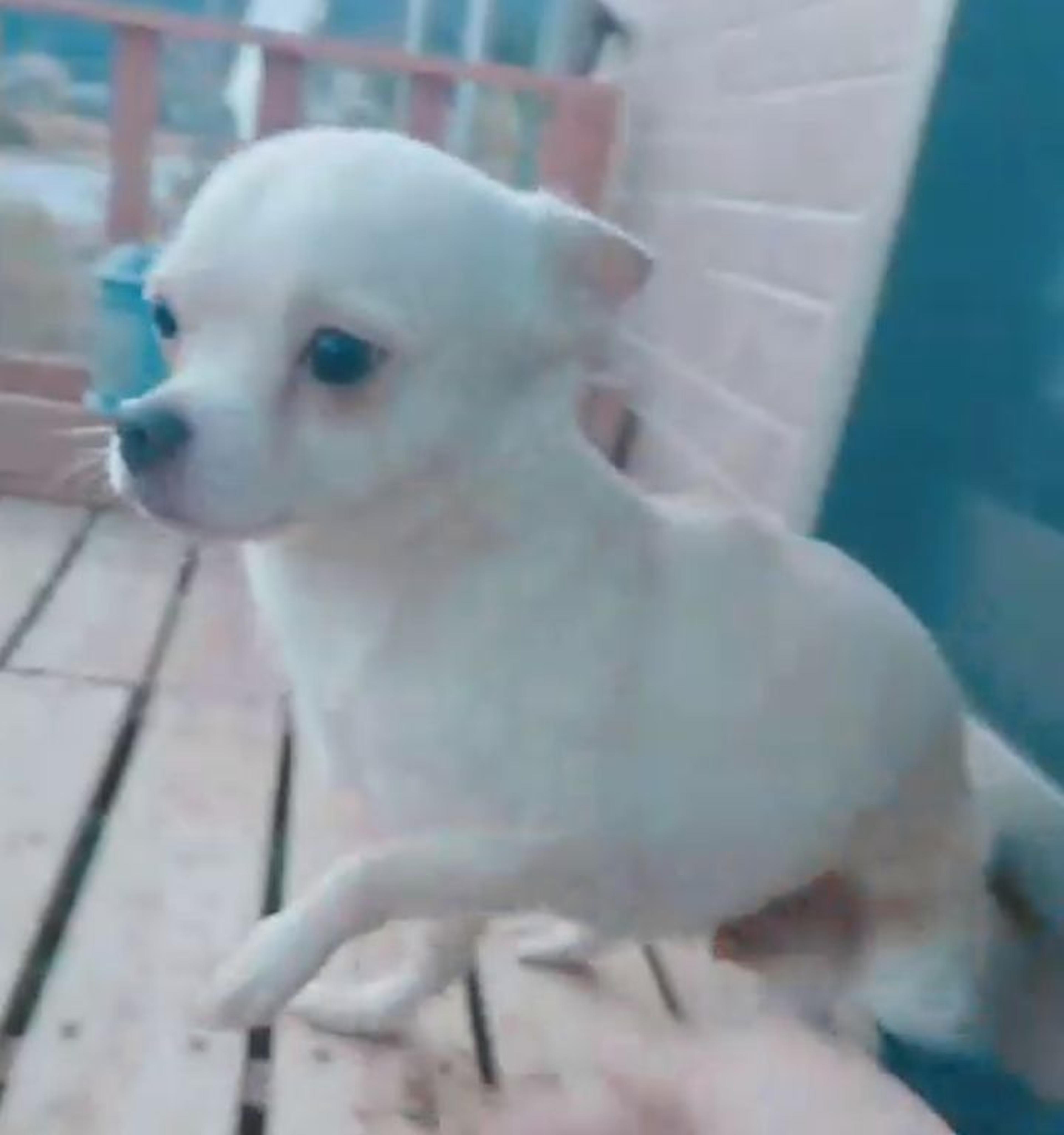 pet-image-3