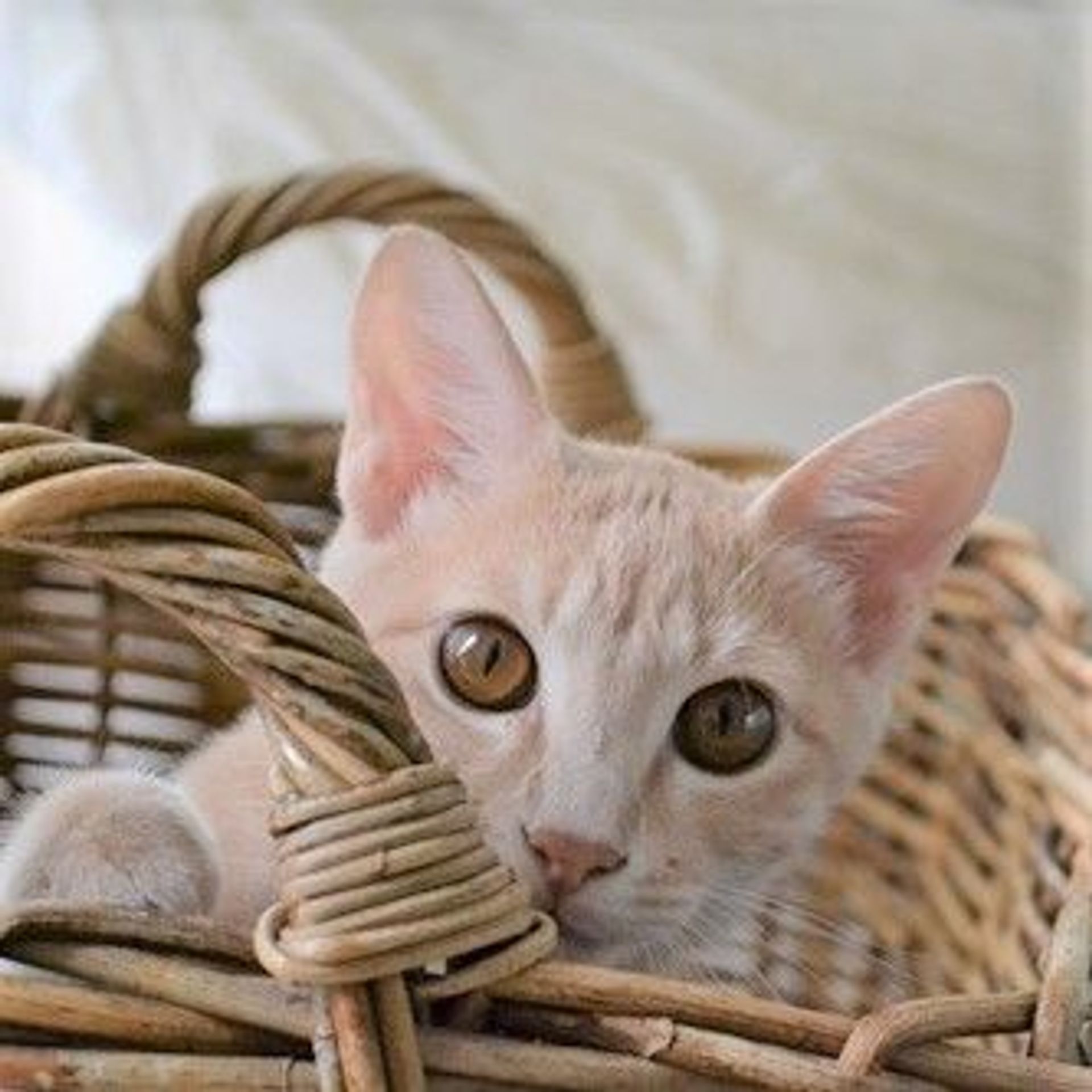雑種（ミックス猫）・オスの里親募集の写真