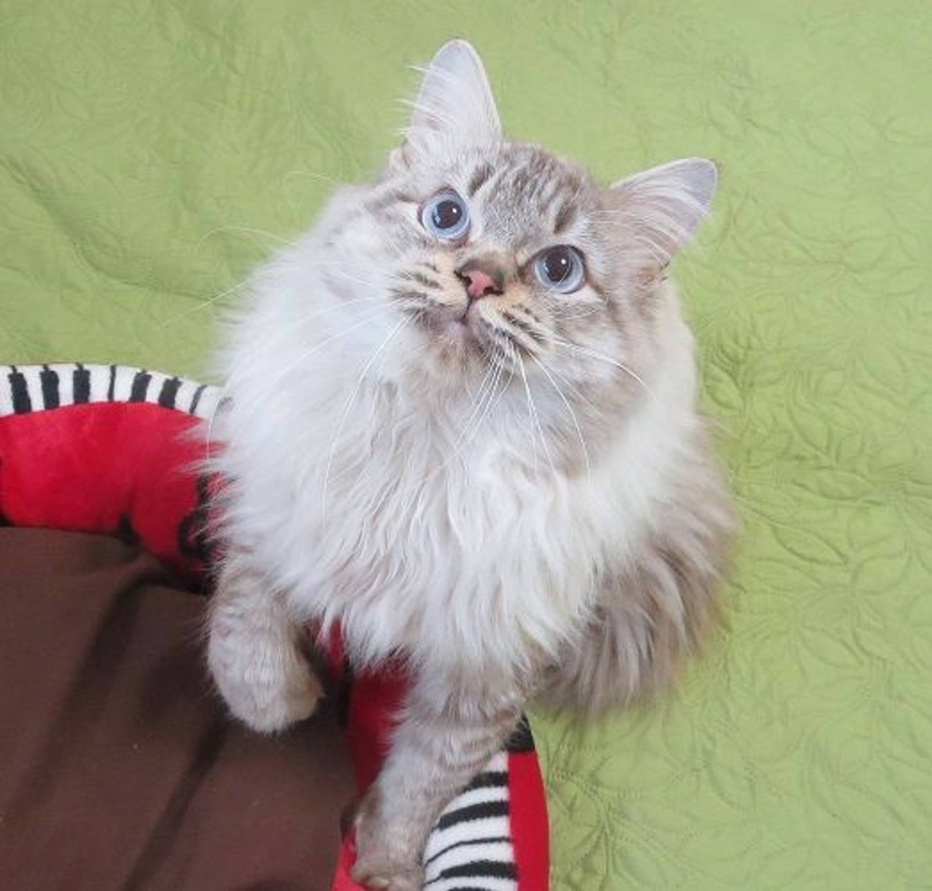 雑種（ミックス猫）・オスの里親募集の写真