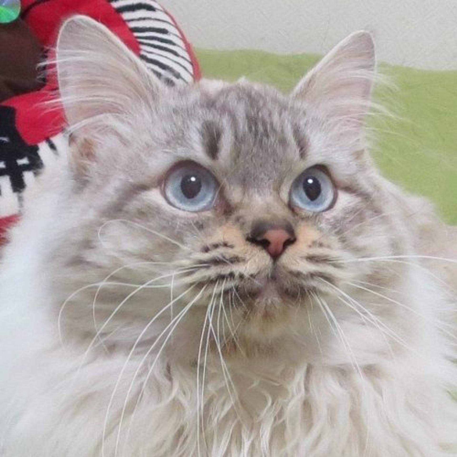 pet-image-2