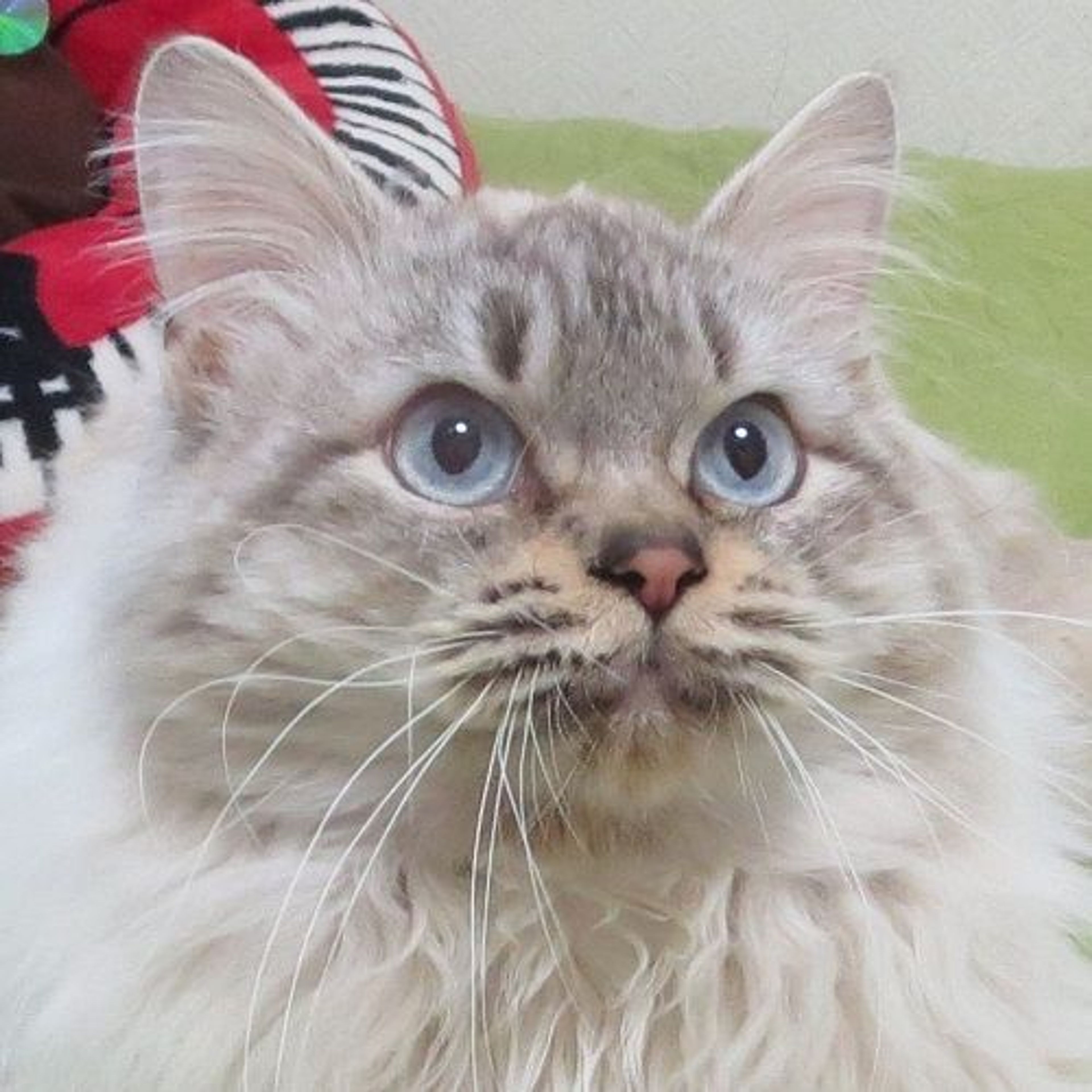 pet-image-2