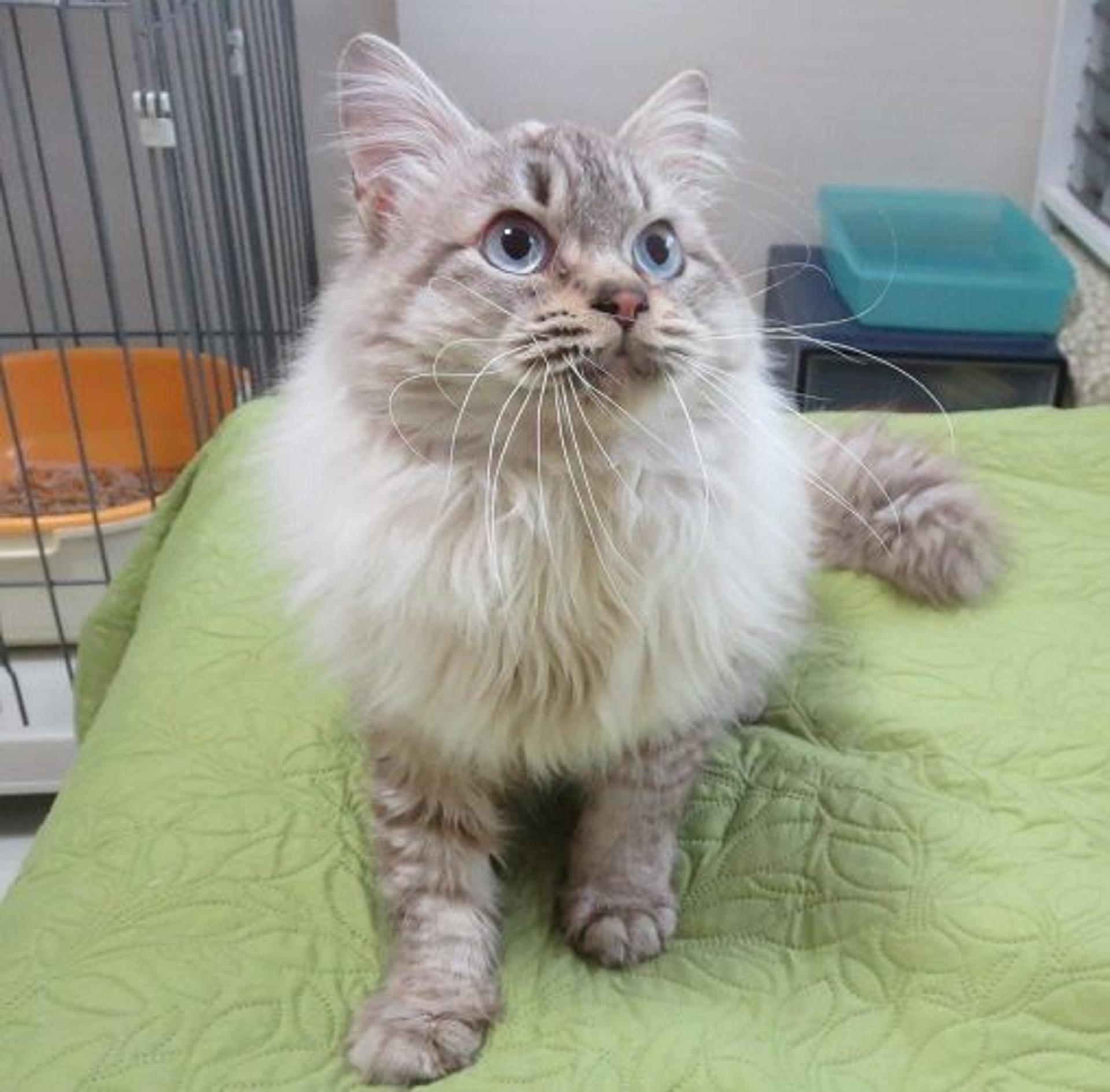 pet-image-3