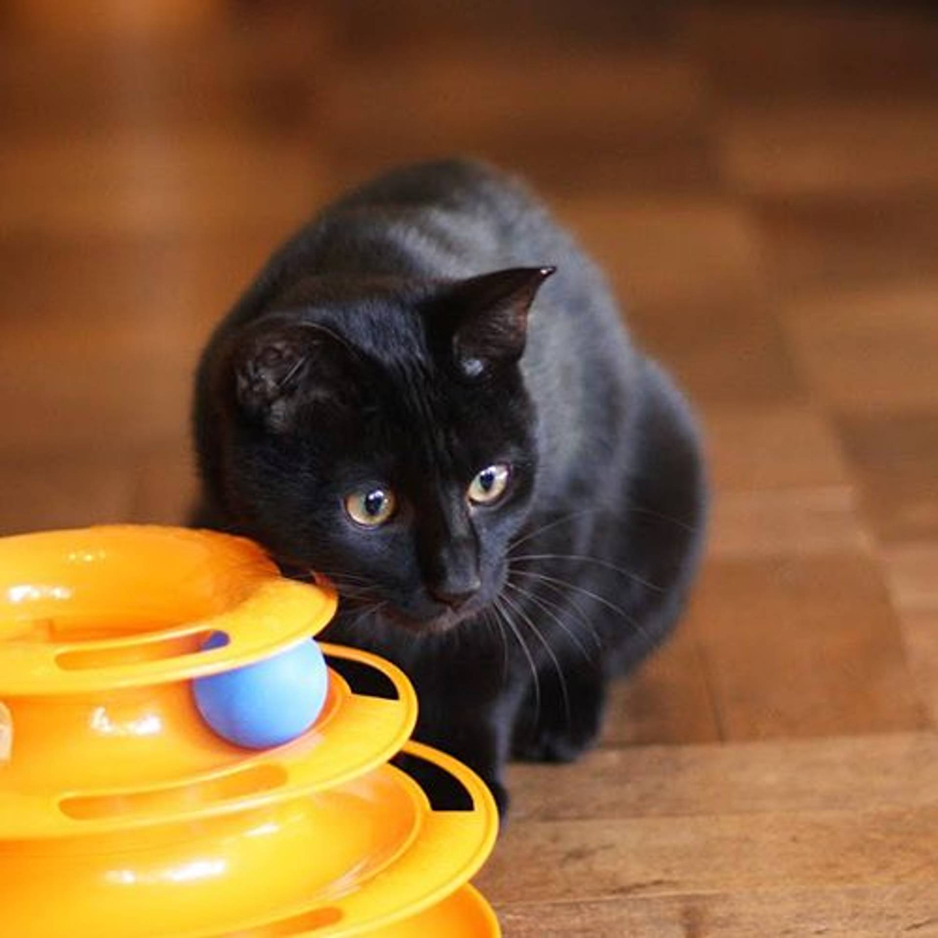 雑種（ミックス猫）・オスの里親募集の写真