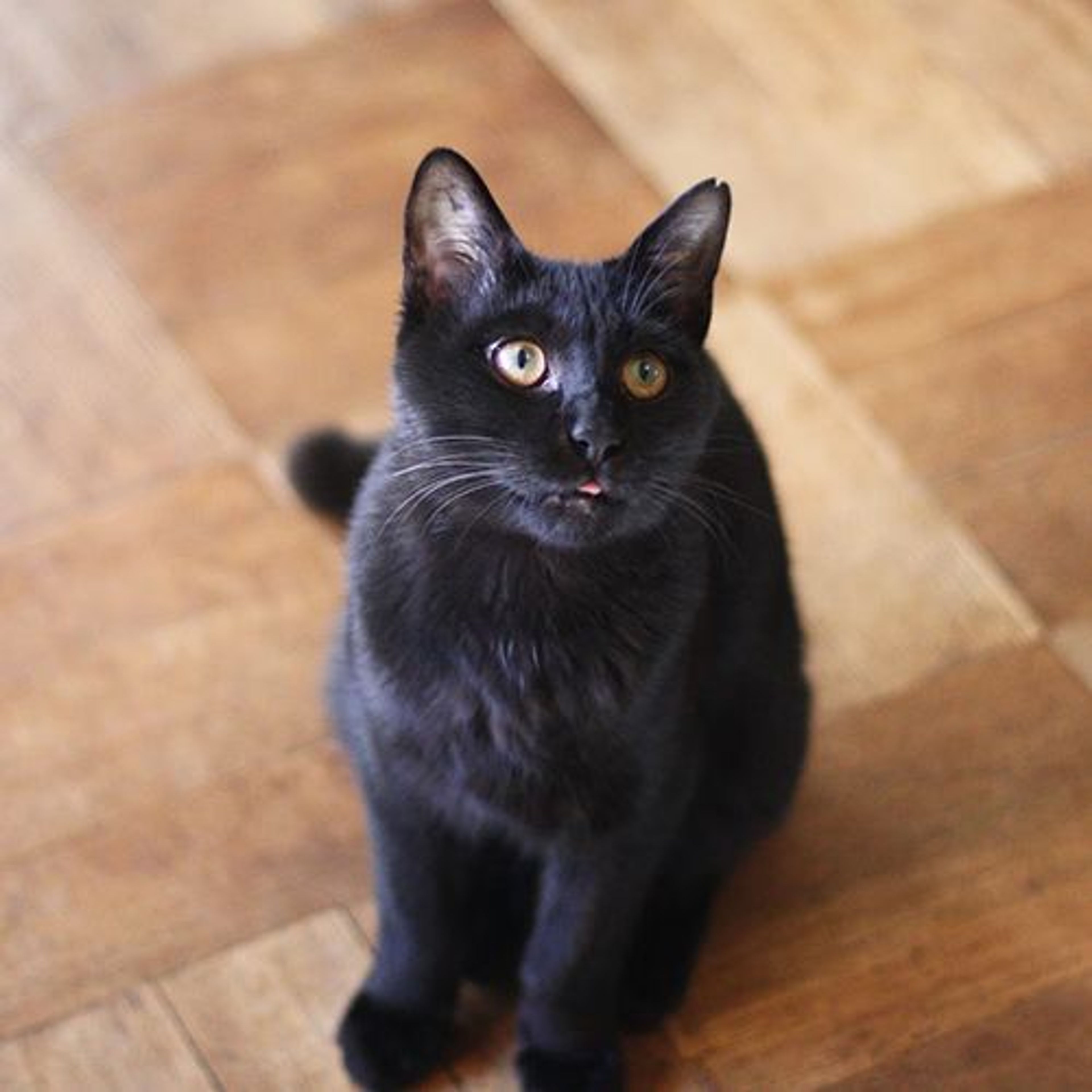 pet-image-2